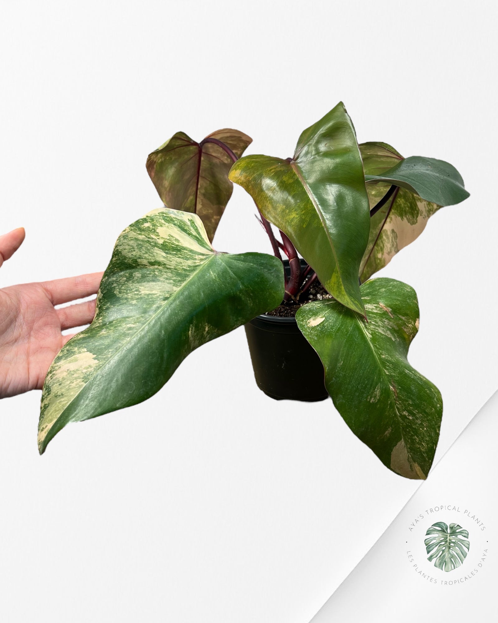 Philodendron Strawberry Shake - PO19