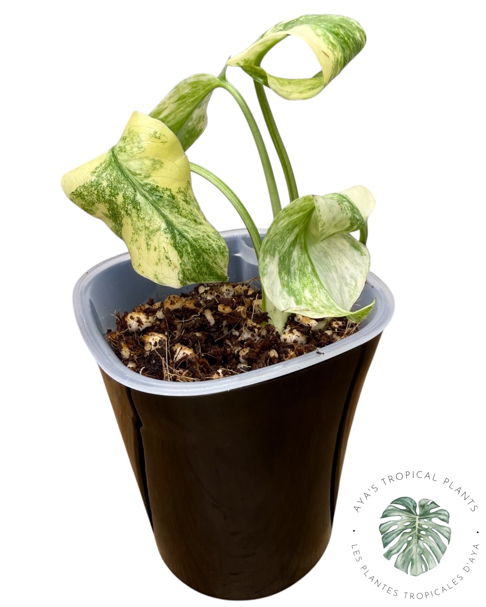 Monstera Deliciosa Legacy