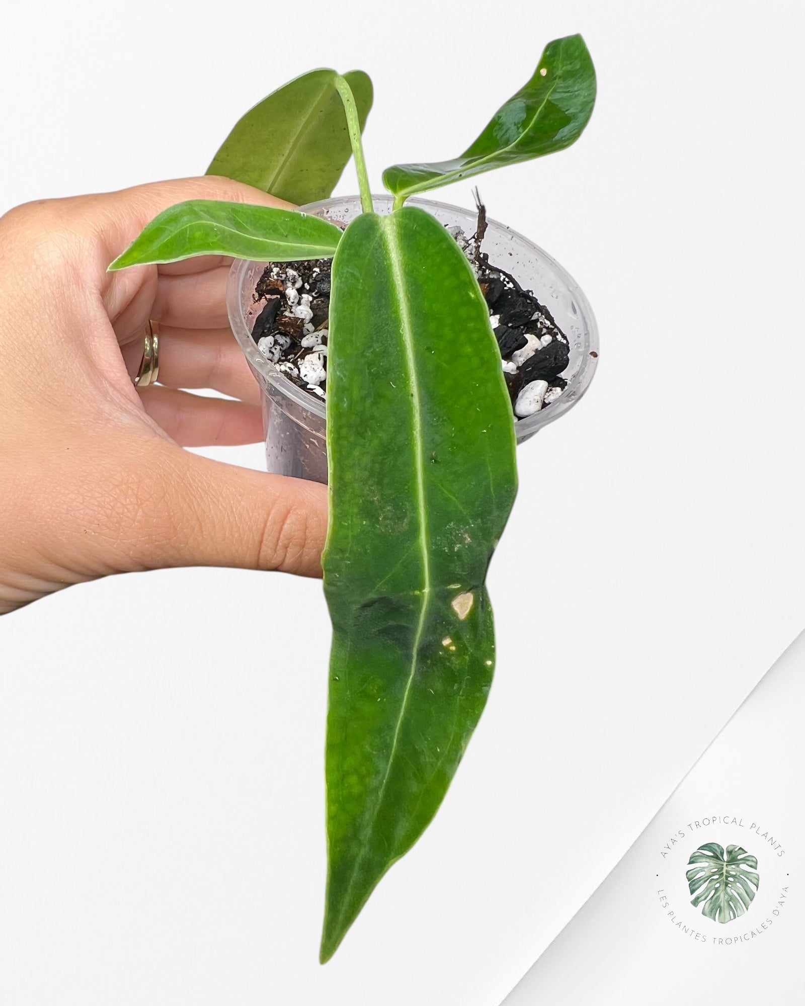 Anthurium Warocqueanum - 04