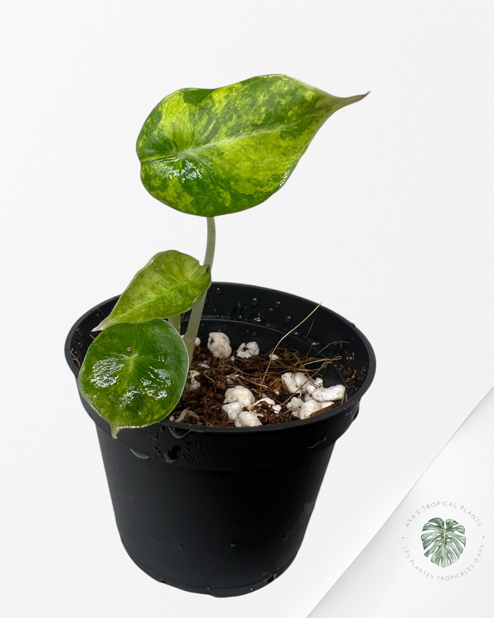 Alocasia Black Velvet Aurea (GOLD) Variegated - 0