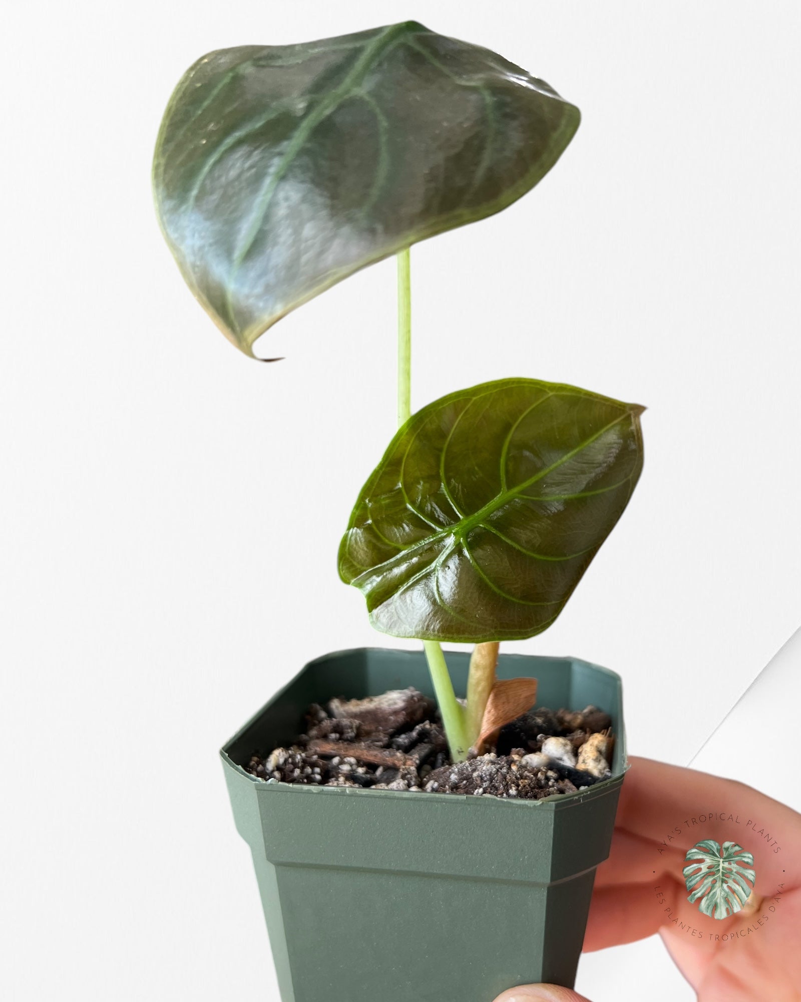 Alocasia Rouge Secret-B