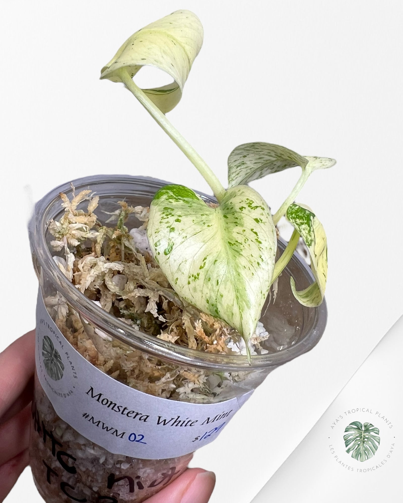 Monstera White Mint - MWM02