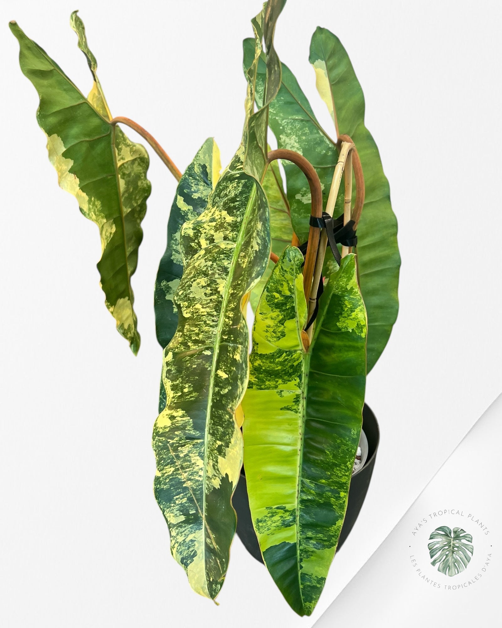 Philodendron Billietiae Variegated-C (XXL)