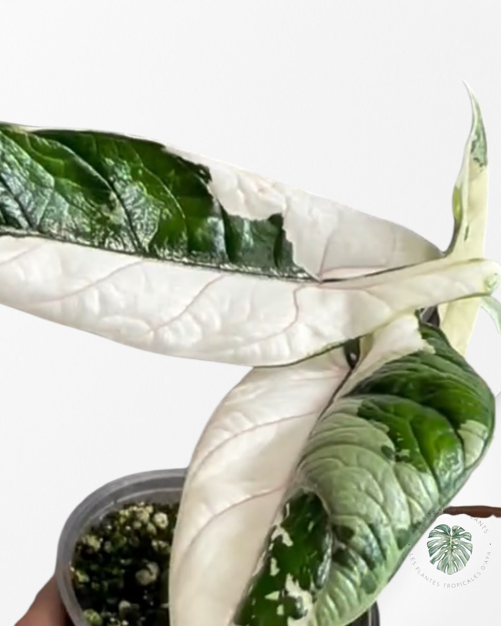 Alocasia Scalprum Albo Variegated - 0