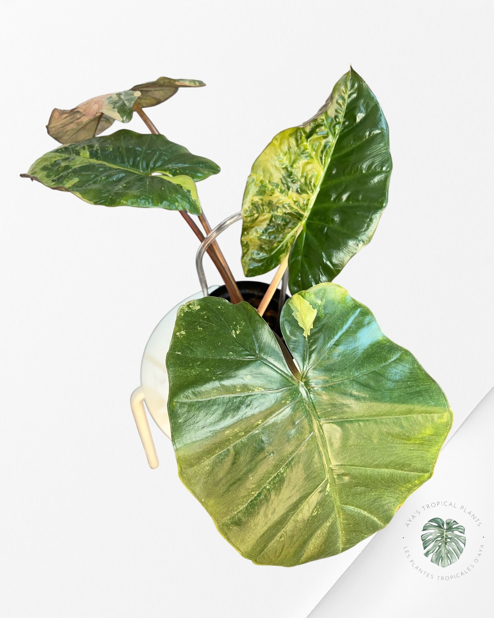 Alocasia 'Yucatan Princess' variegated - F1
