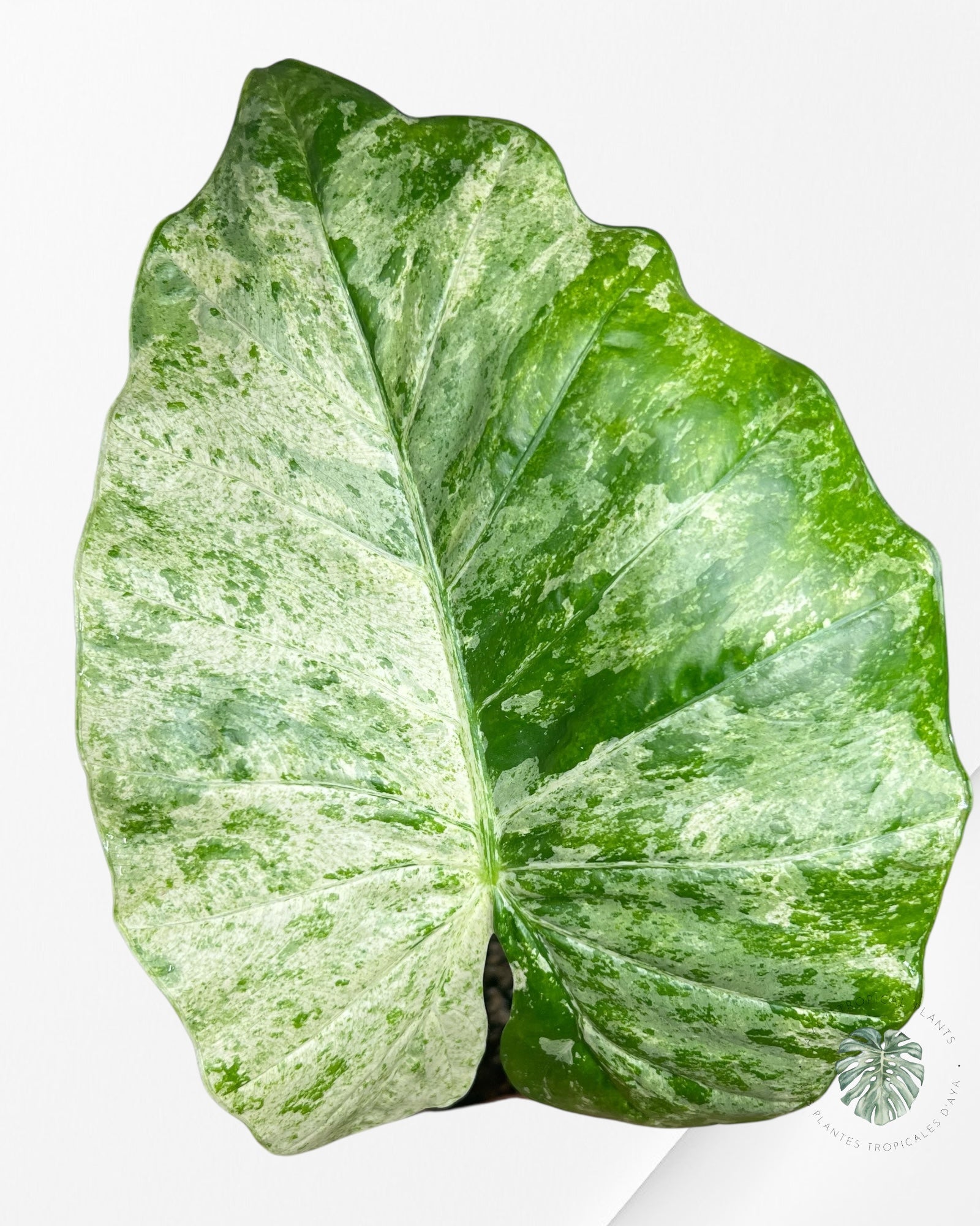 Alocasia Macrorrhiza Splash -SPB