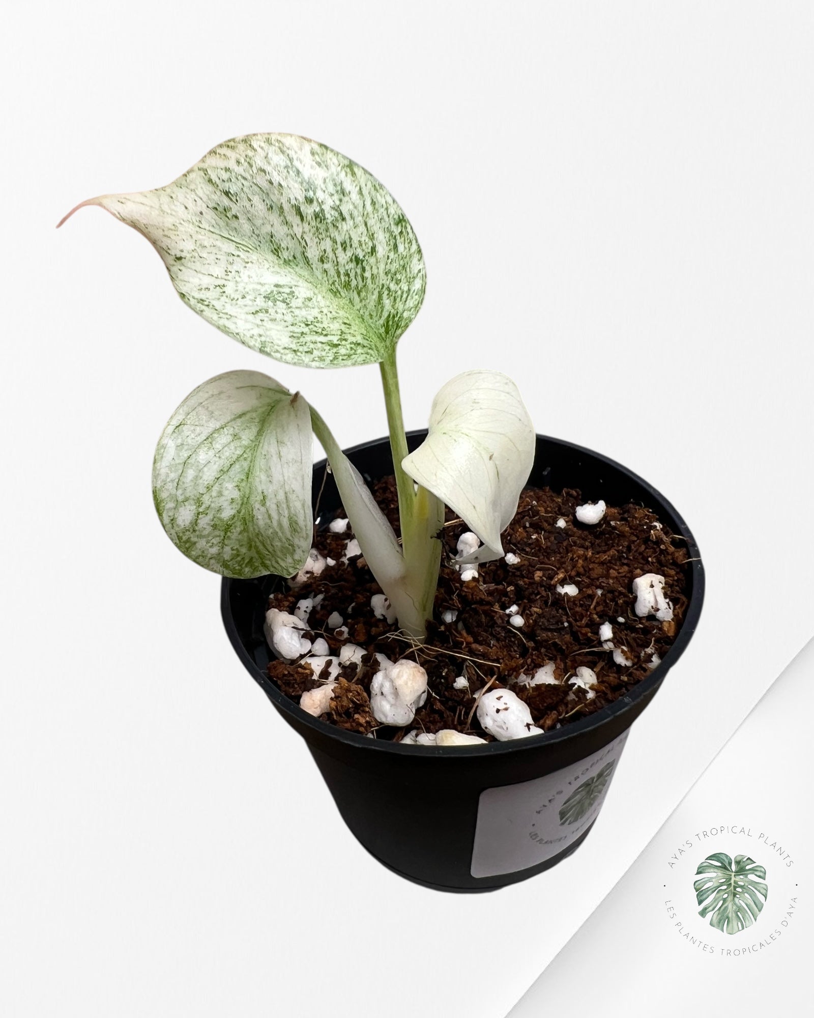 Monstera Full Mint - MFM3