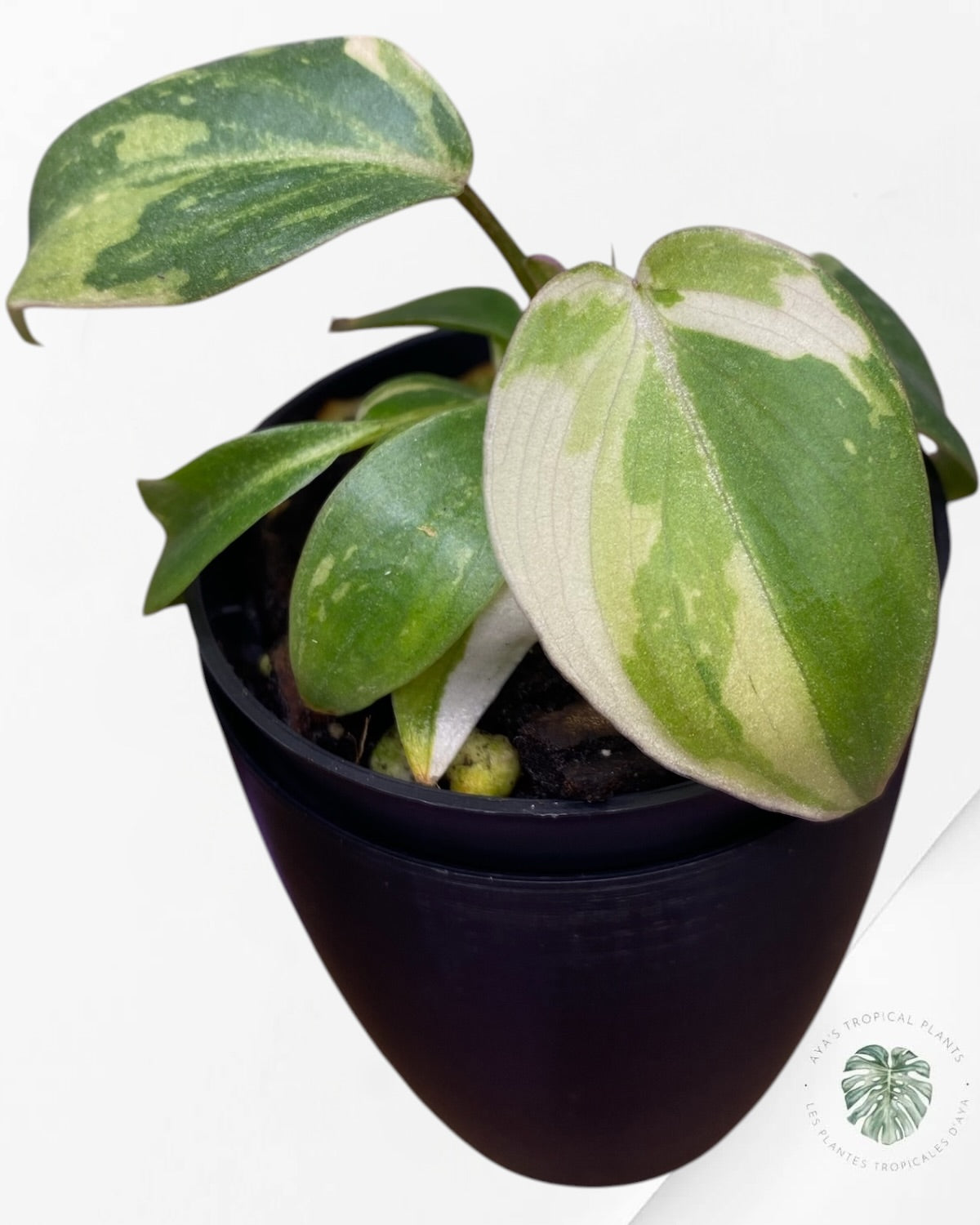Philodendron Gloriosum Tricolor Variegated