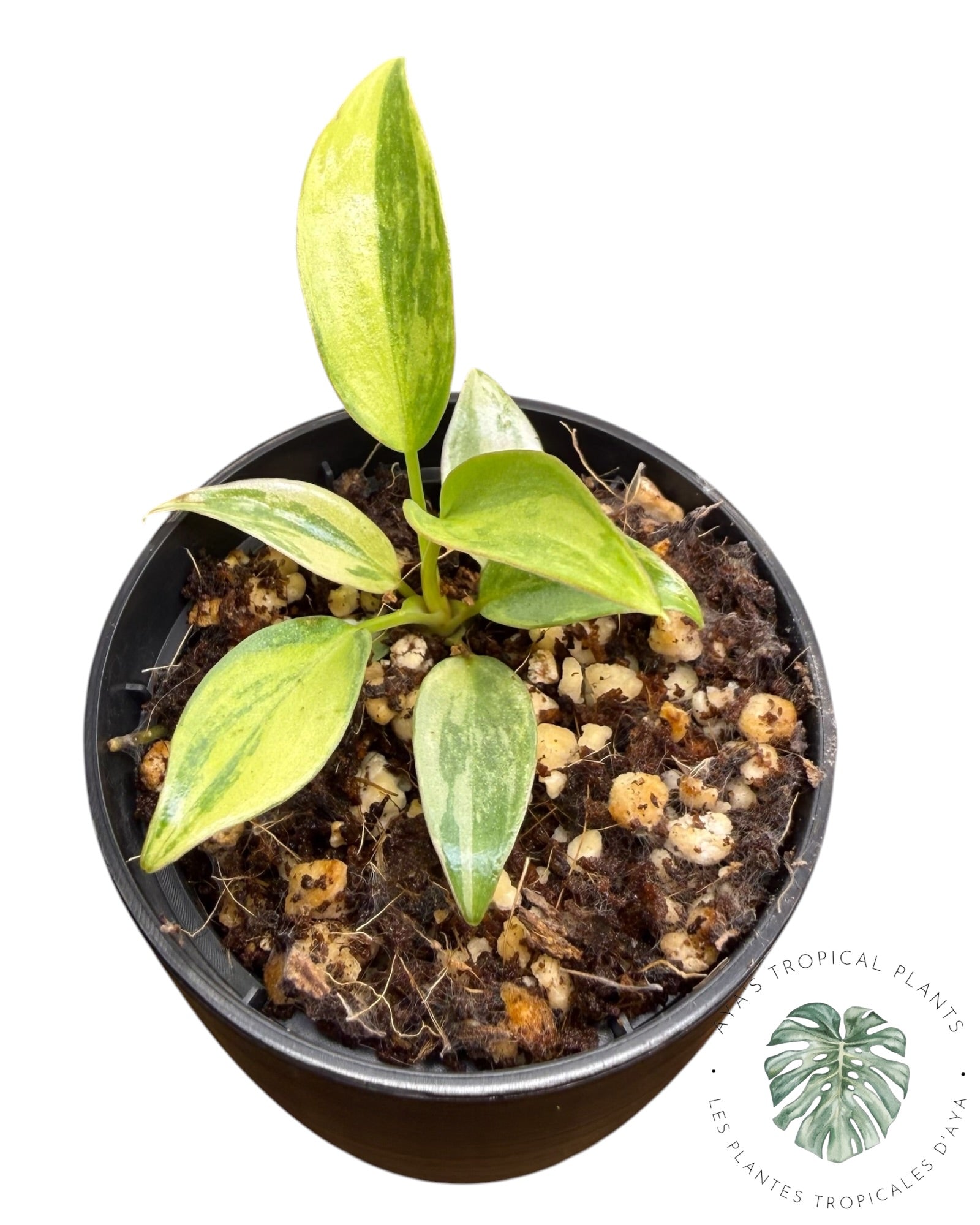 Philodendron Atabapoense Pink Variegated