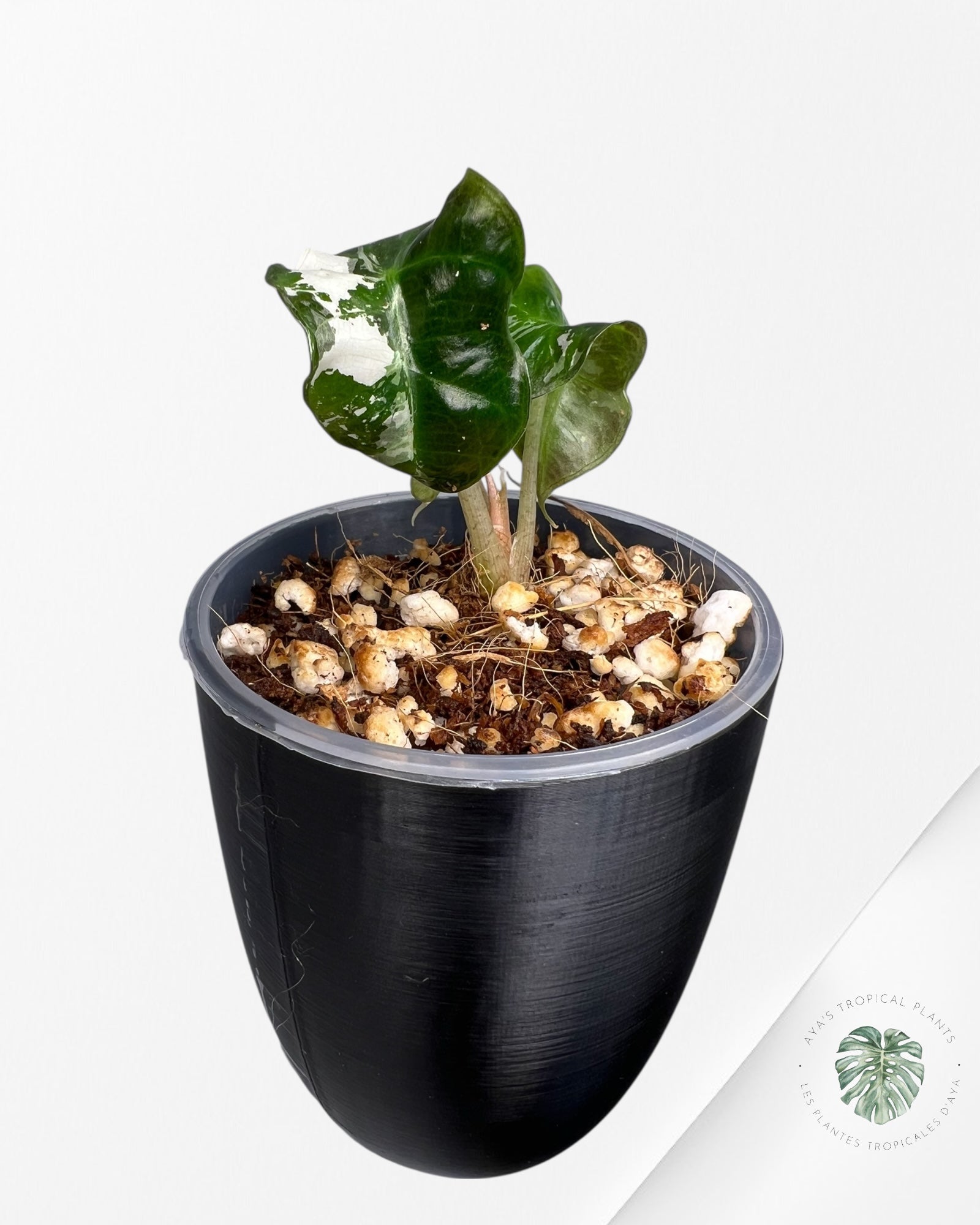 Alocasia Polly Pink Variegated