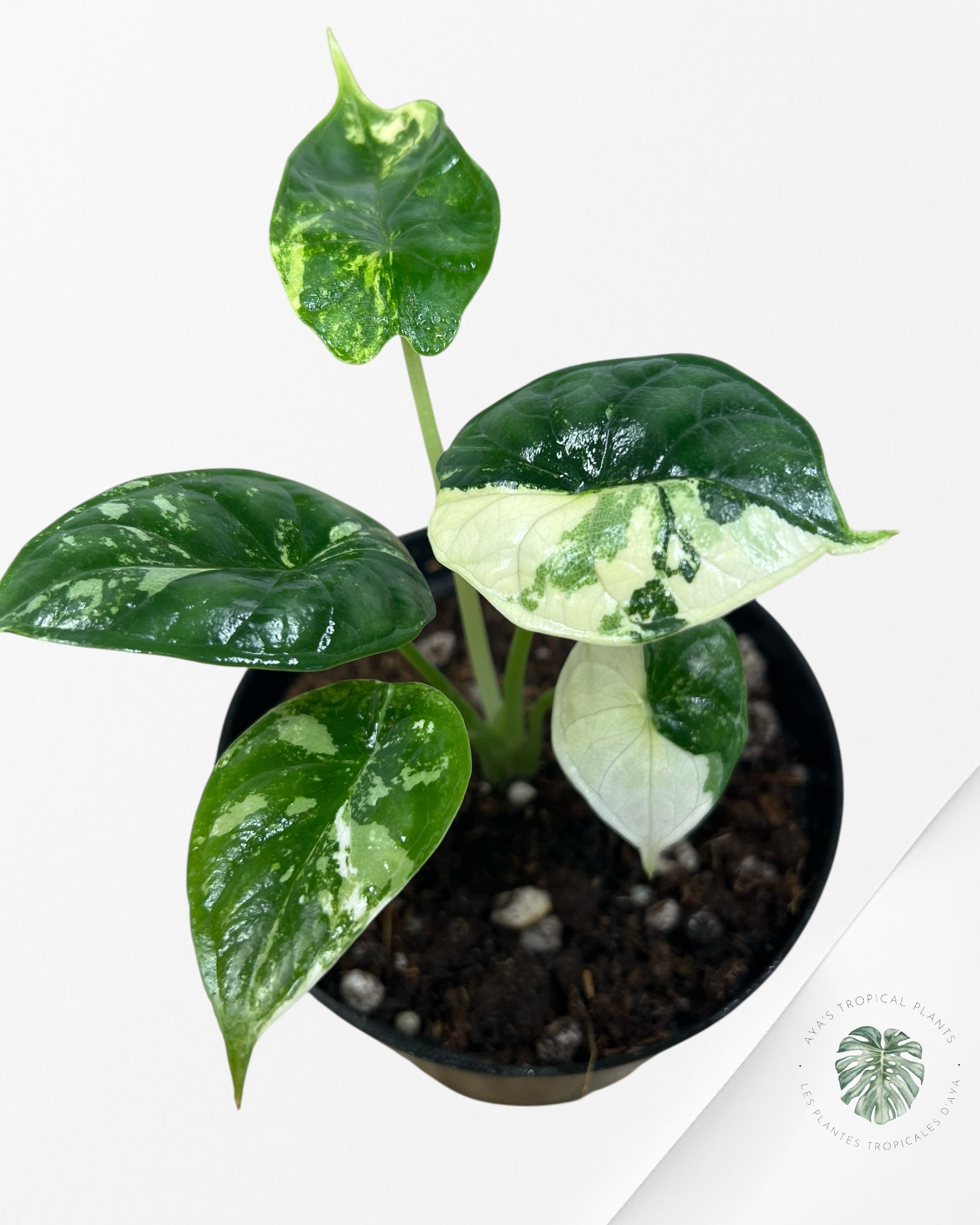 Alocasia baginda ' Dragon Scale’ variegated - F1