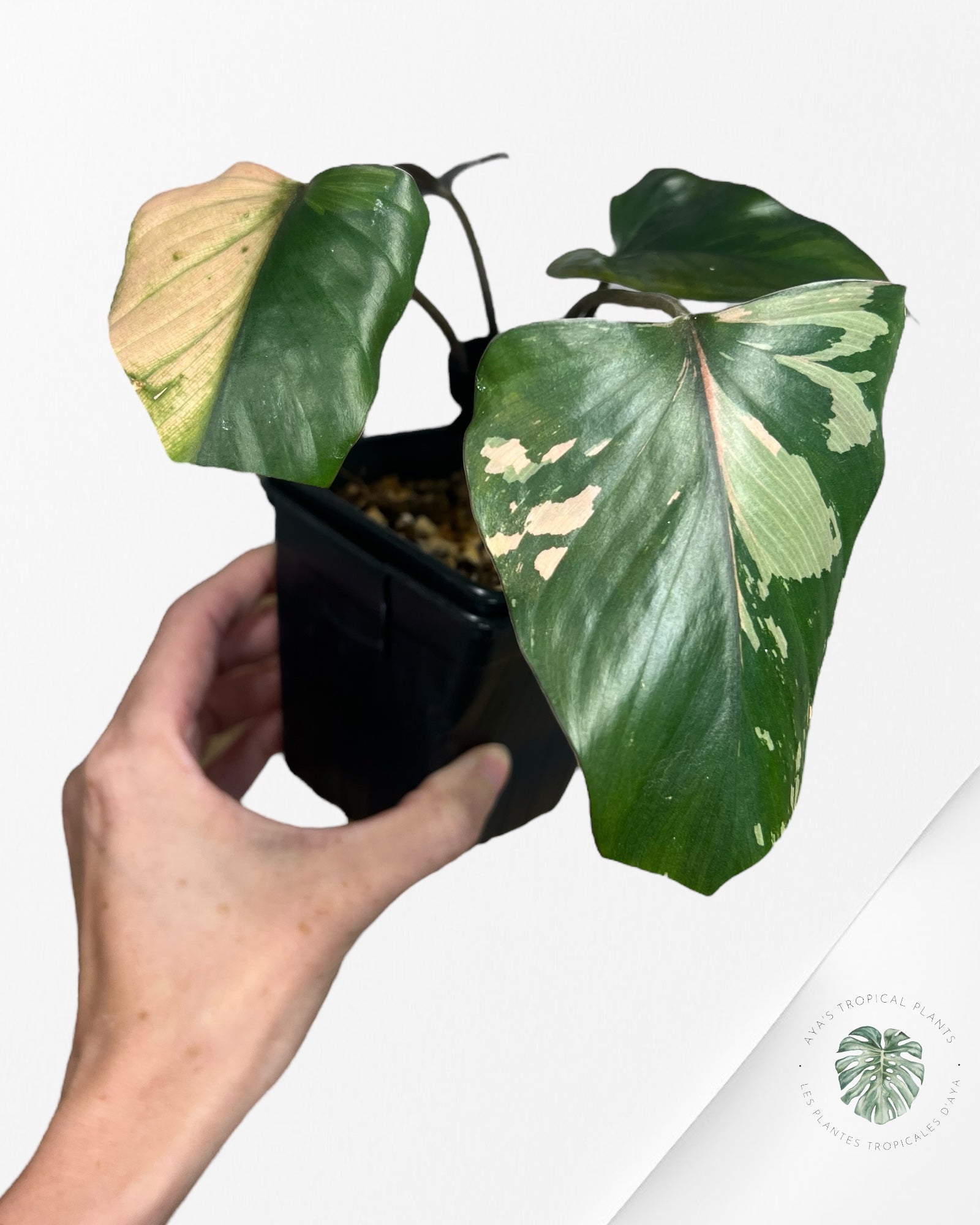 Homalomena Pink Diamond - G11