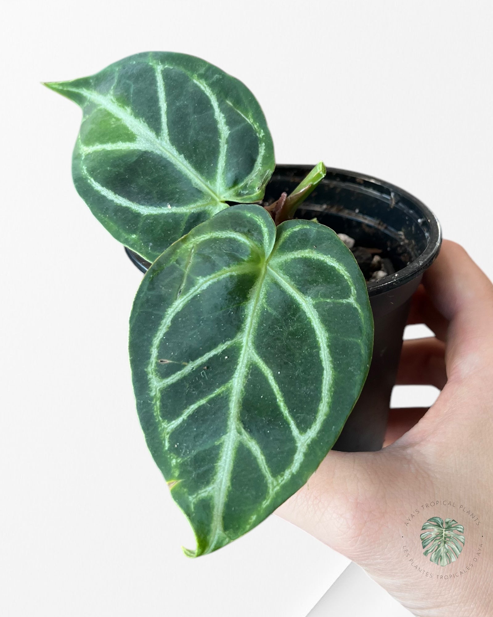 Anthurium Dorayaki Cross #03