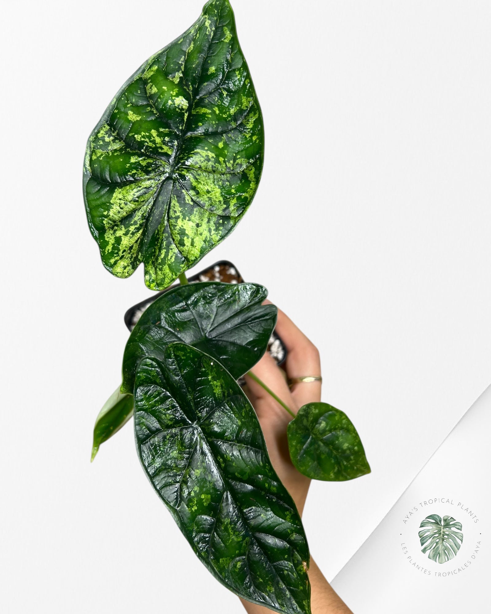Alocasia Dragon Scale Mint - 91