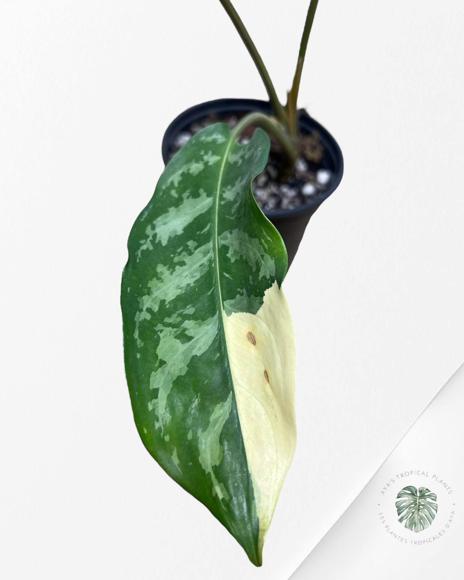 Aglaonema Manille Fierté - AMP100