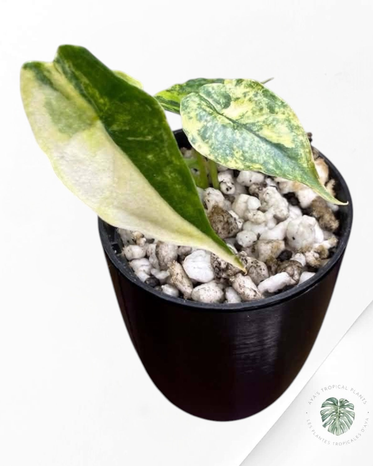 Philodendron Bipinnatifidum Variegated