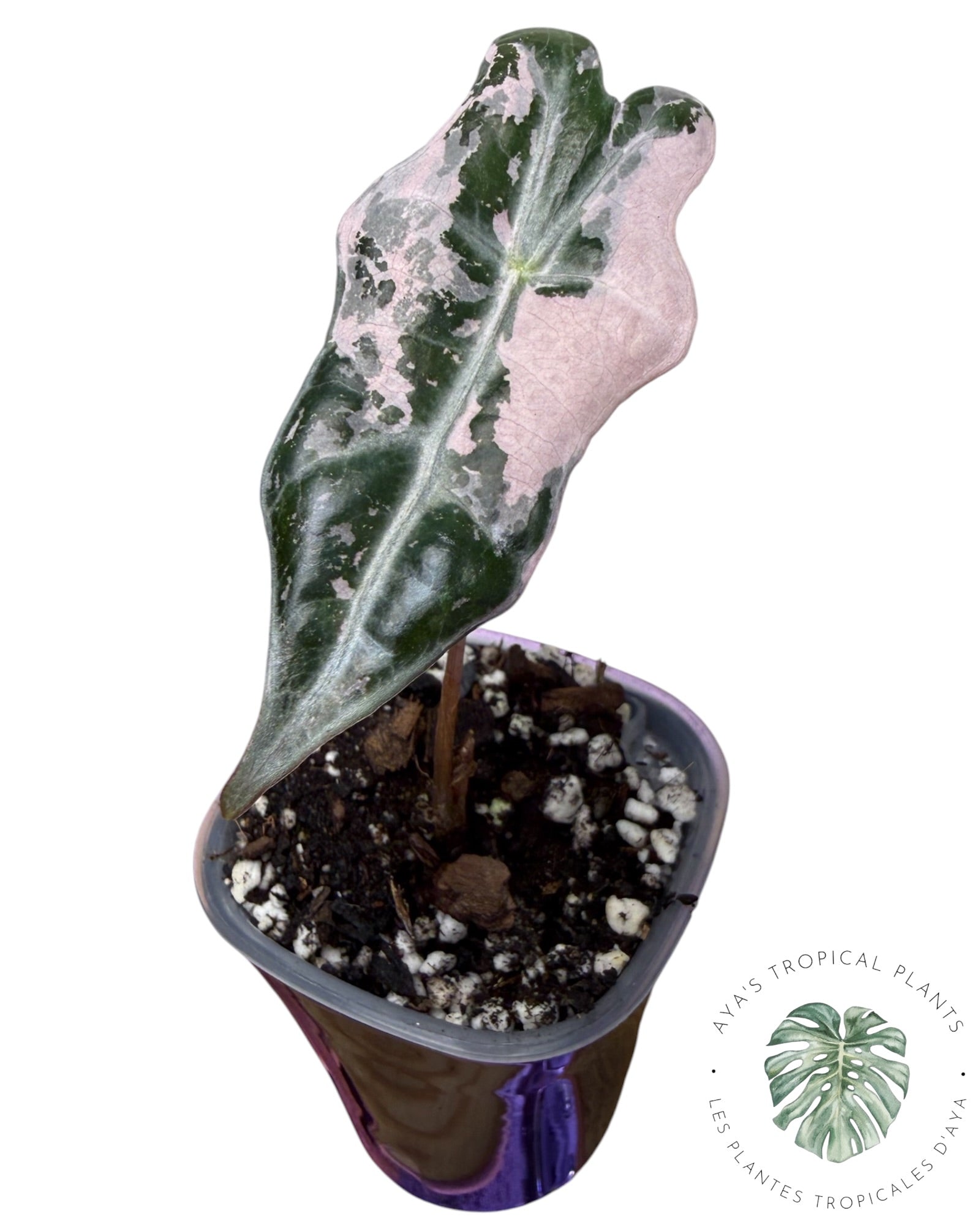 Alocasia Nobilis Panaché Rose