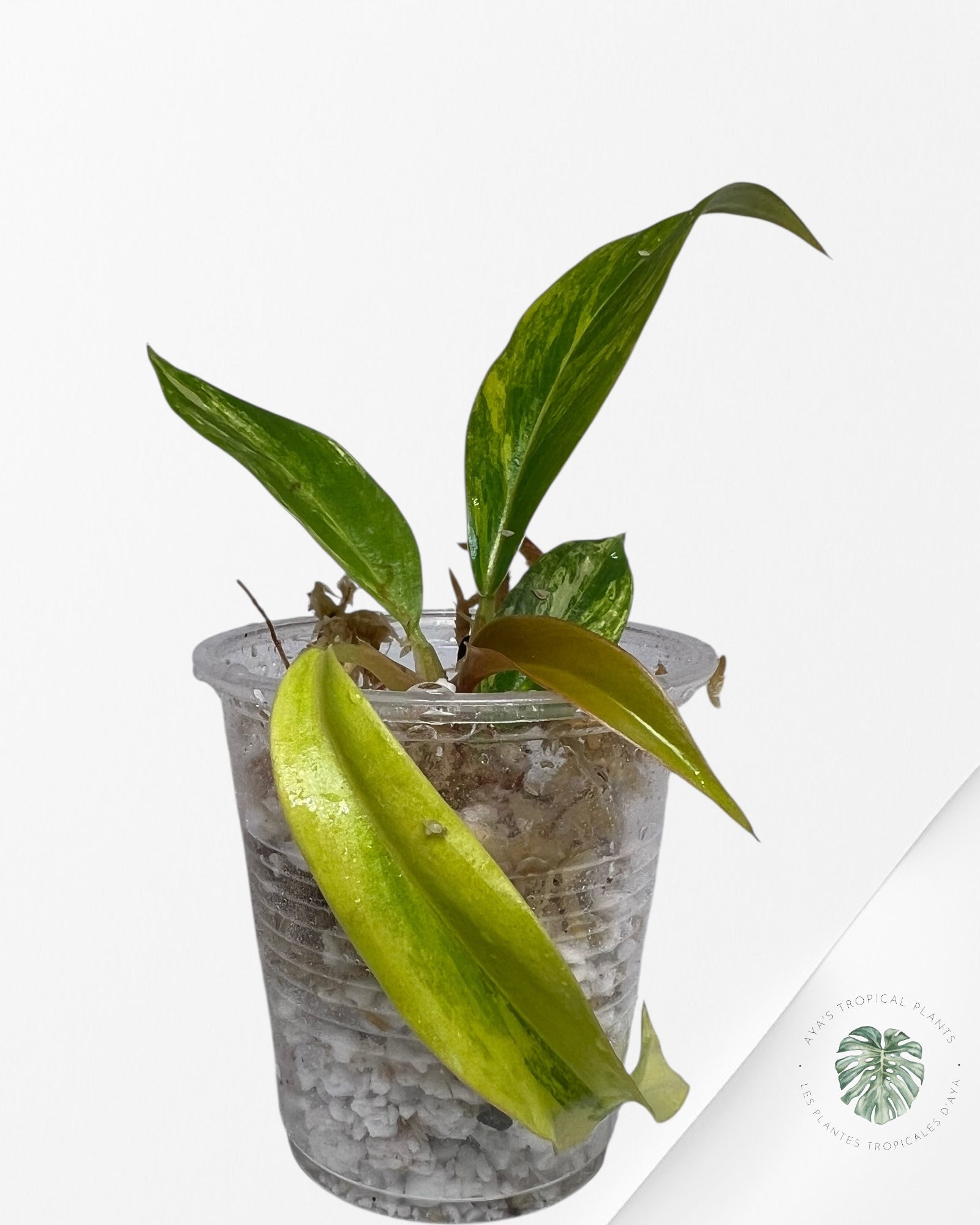 Philodendron Caramel Marble - TC5