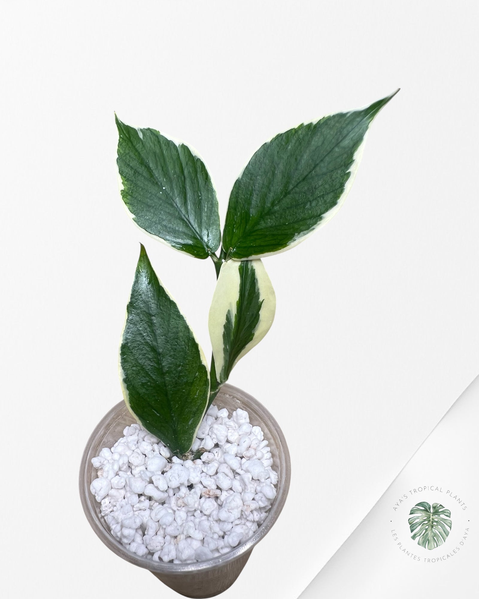 Hoya Polyneura Albo Variegated - HPB