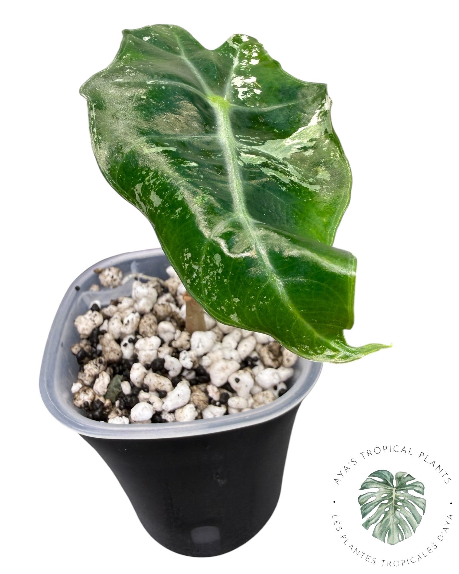 Alocasia Polly Pink Snowflake