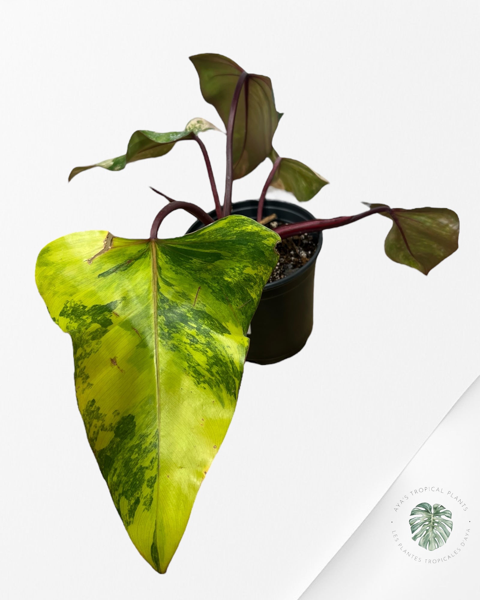 Philodendron Strawberry Shake - ME6