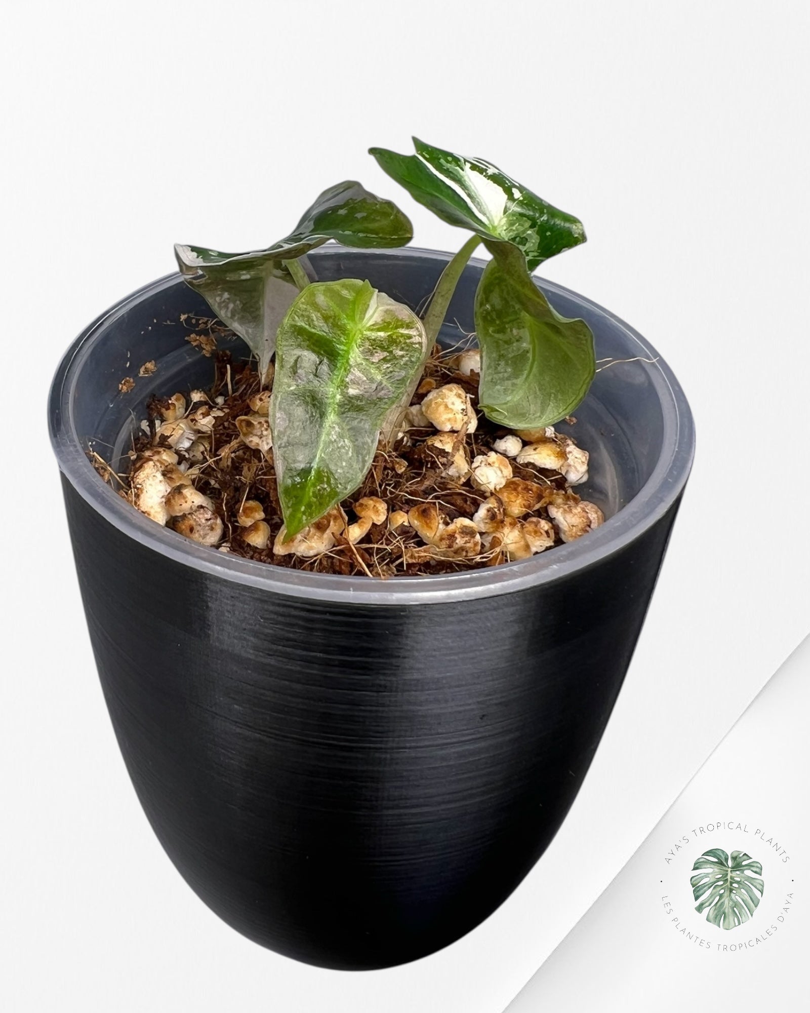 Alocasia Polly Pink Variegated