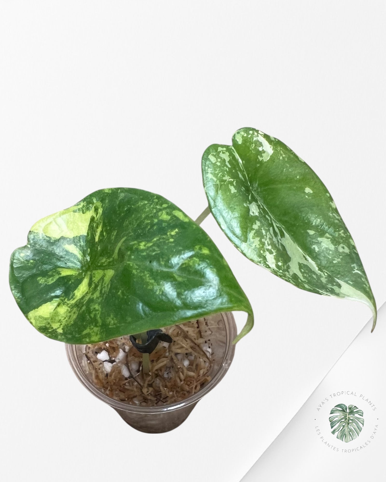 Alocasia Silver Dragon Variegated (Aurea) - TC17