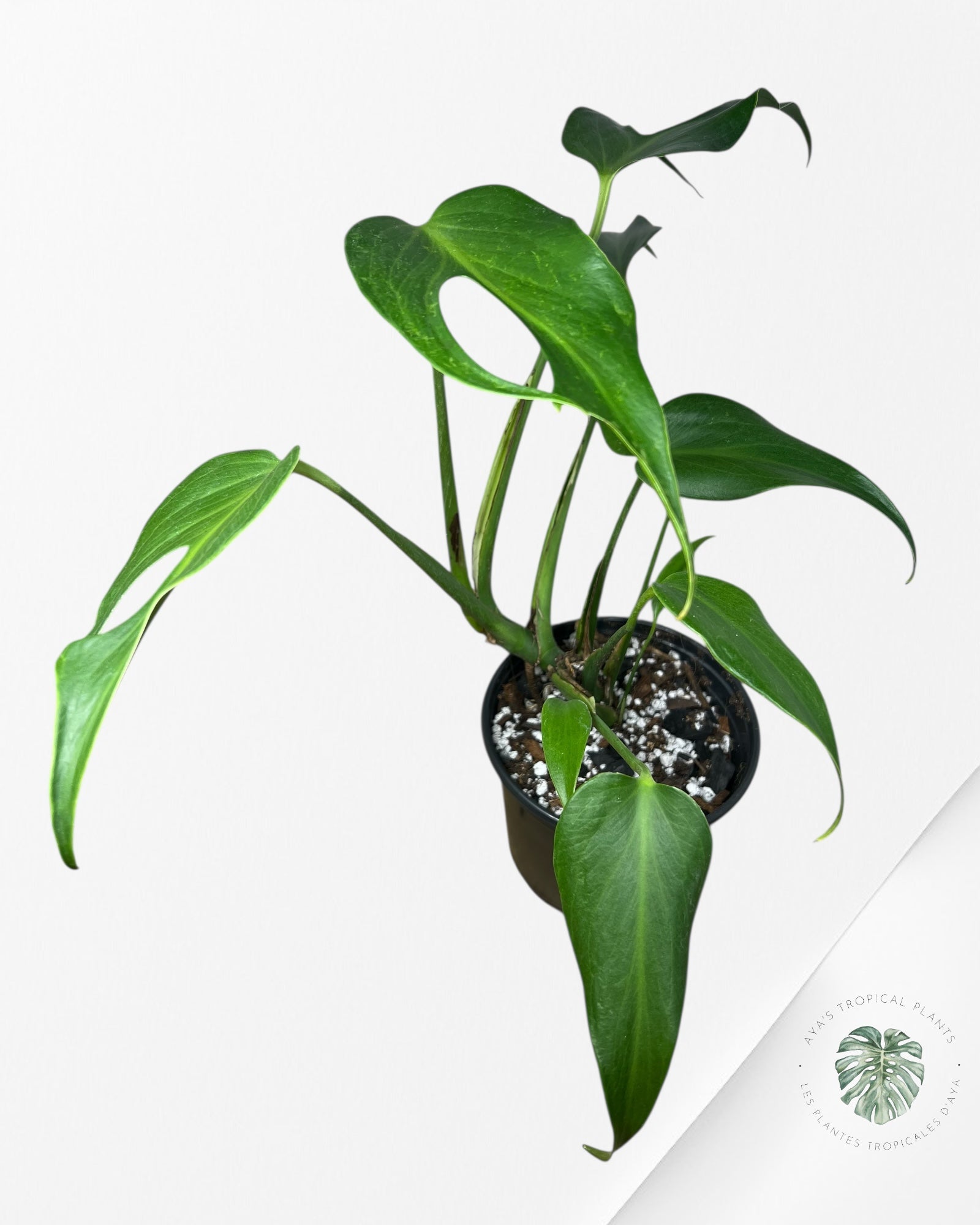 Monstera Burle Marx Flame - 90