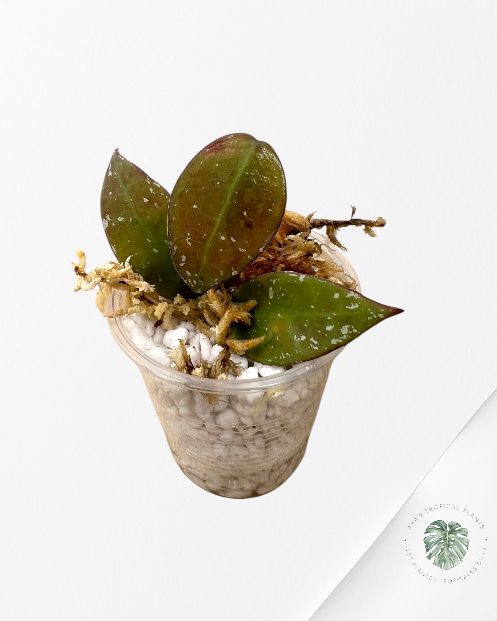 Hoya walliniana UT-152 - V2