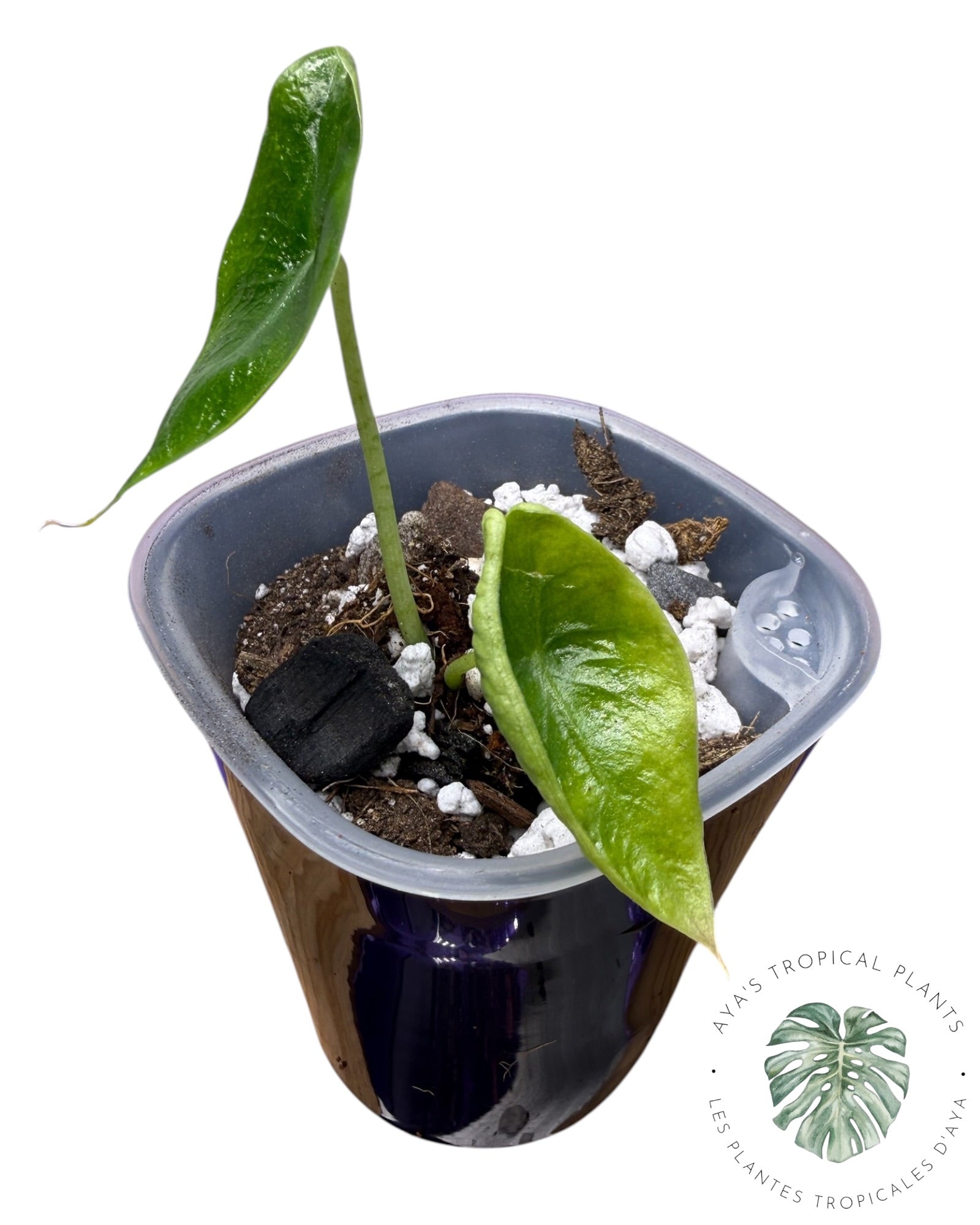 Alocasia Longiloba Pourpre