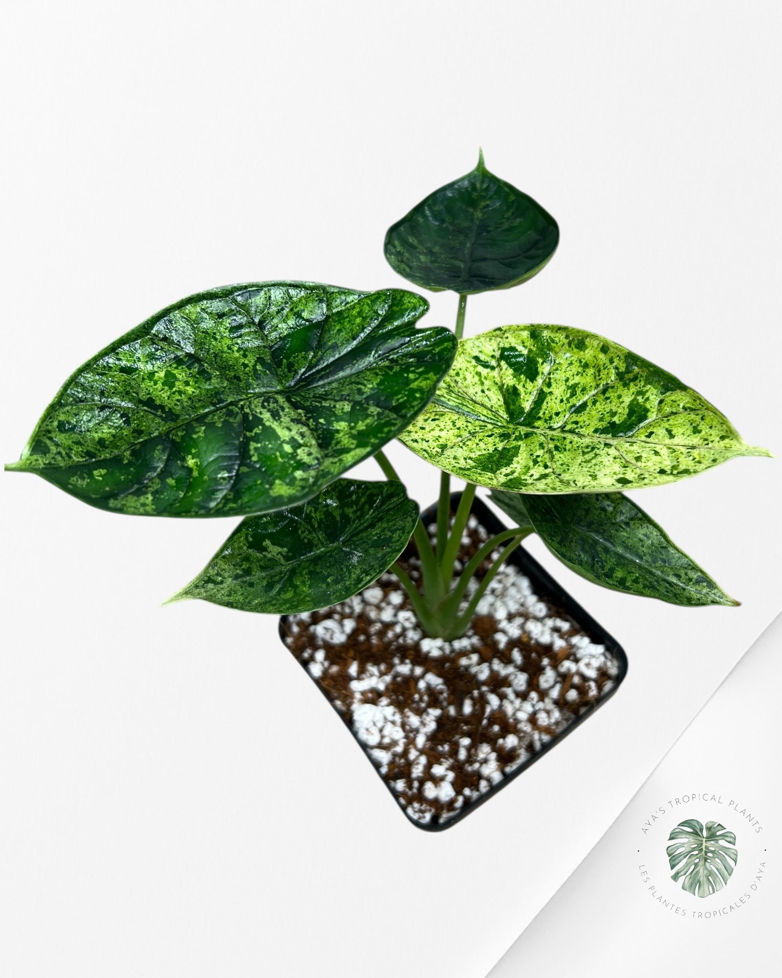 Alocasia Dragon Scale Mint - 93
