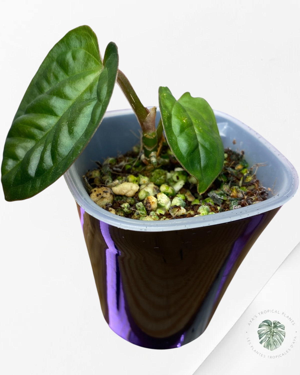 Anthurium Ace of Spades x Luxurians
