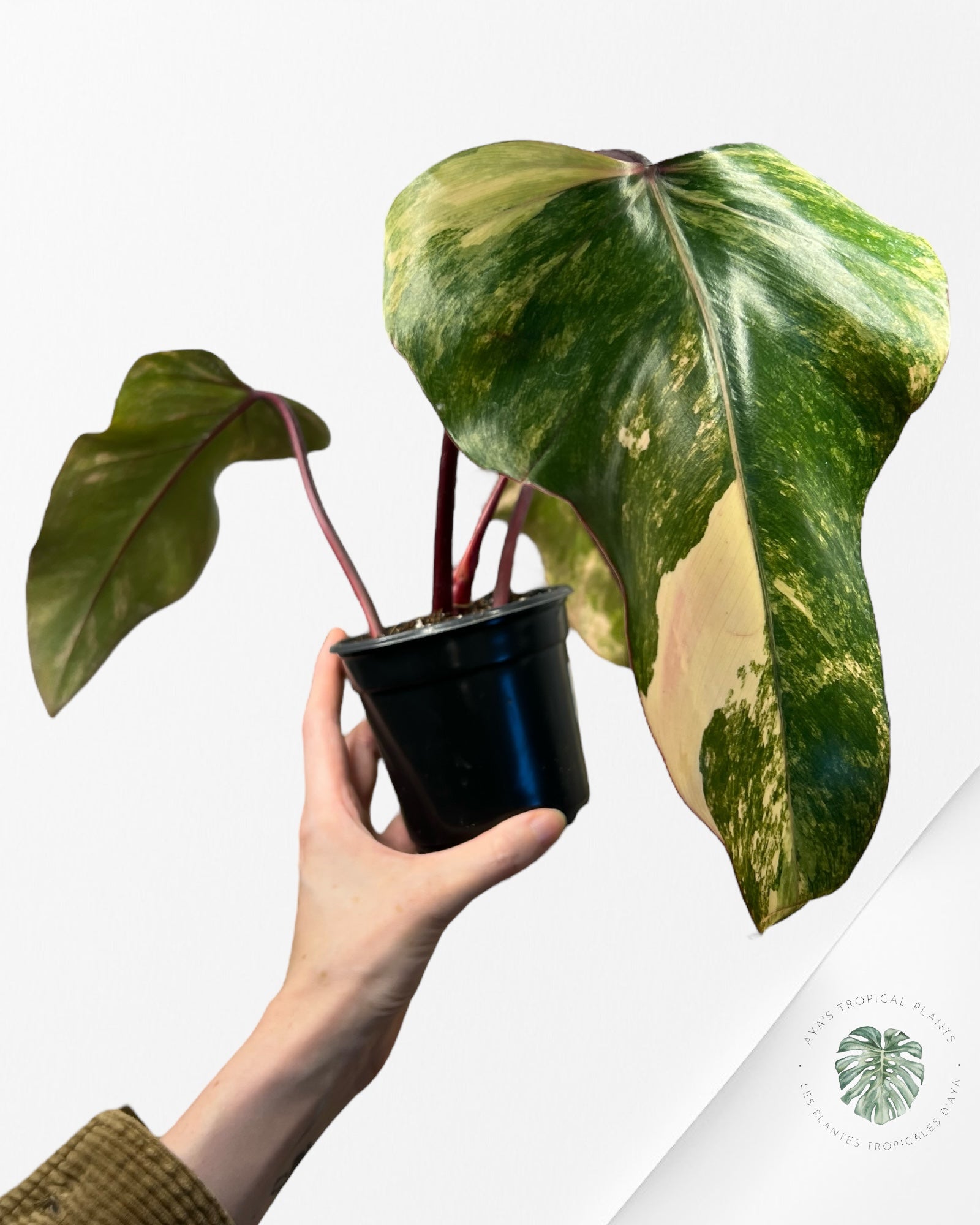 Philodendron Strawberry Shake - ME3