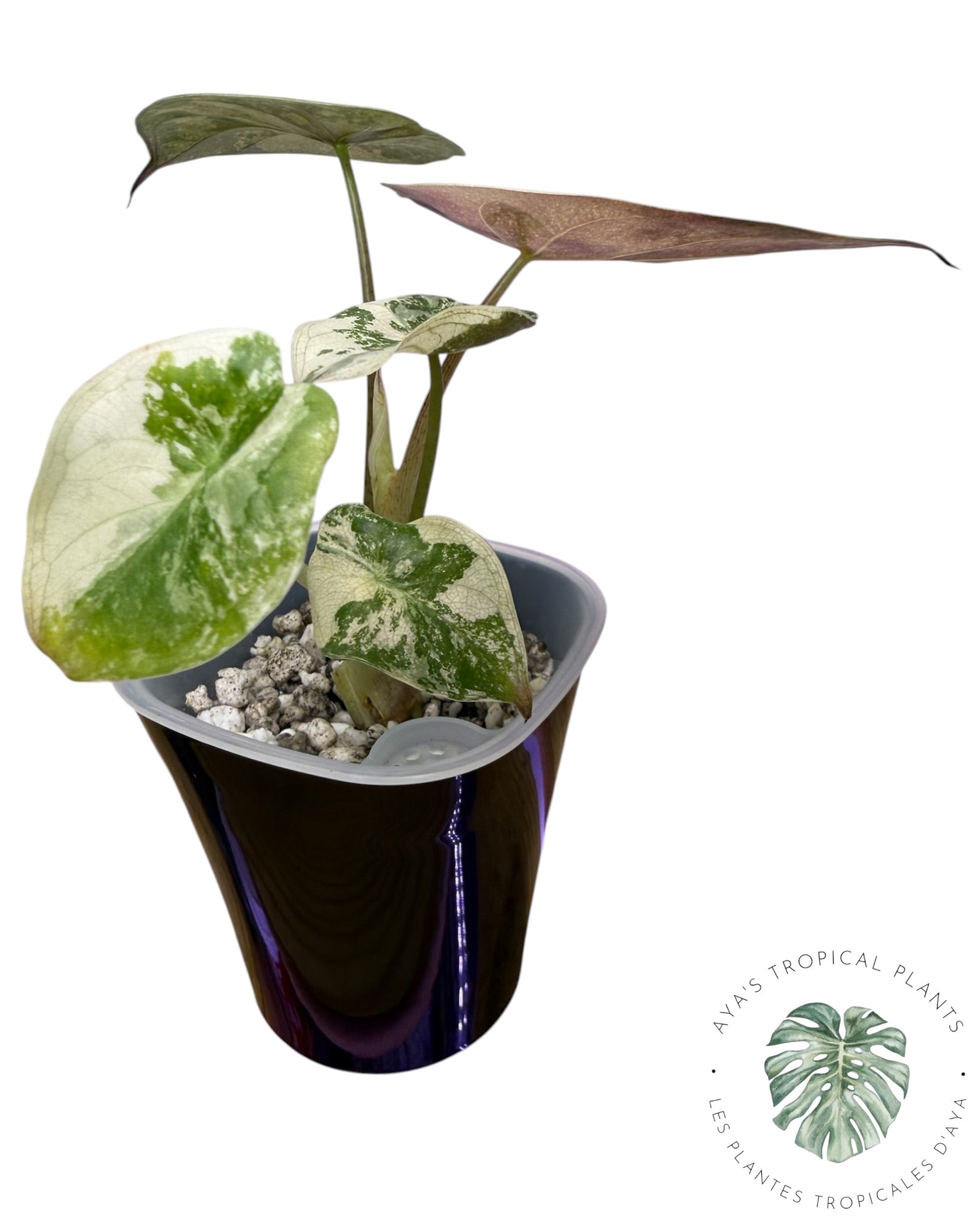 Alocasia Wentii Albo Pink Variegated