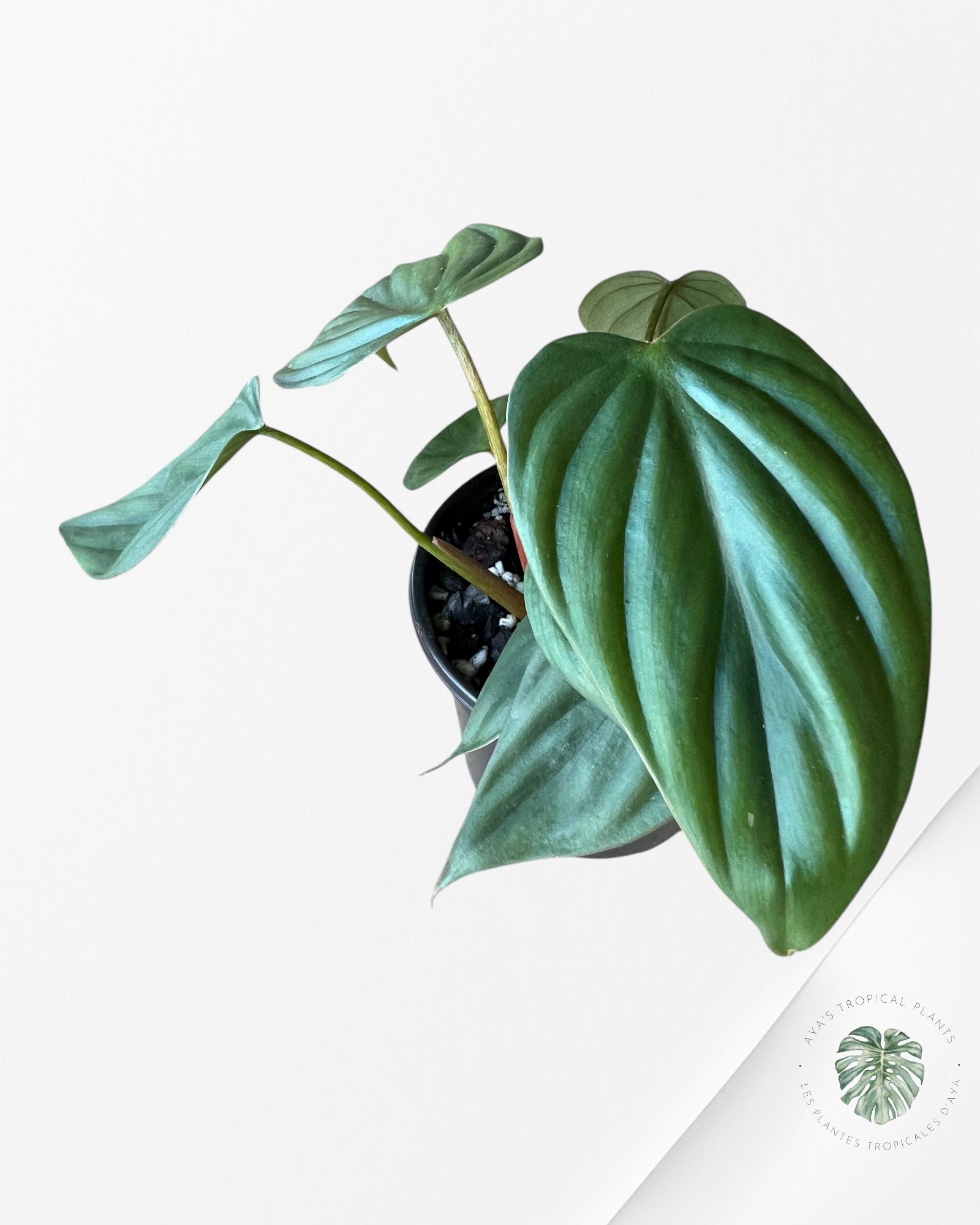 Philodendron Colombia-PC3