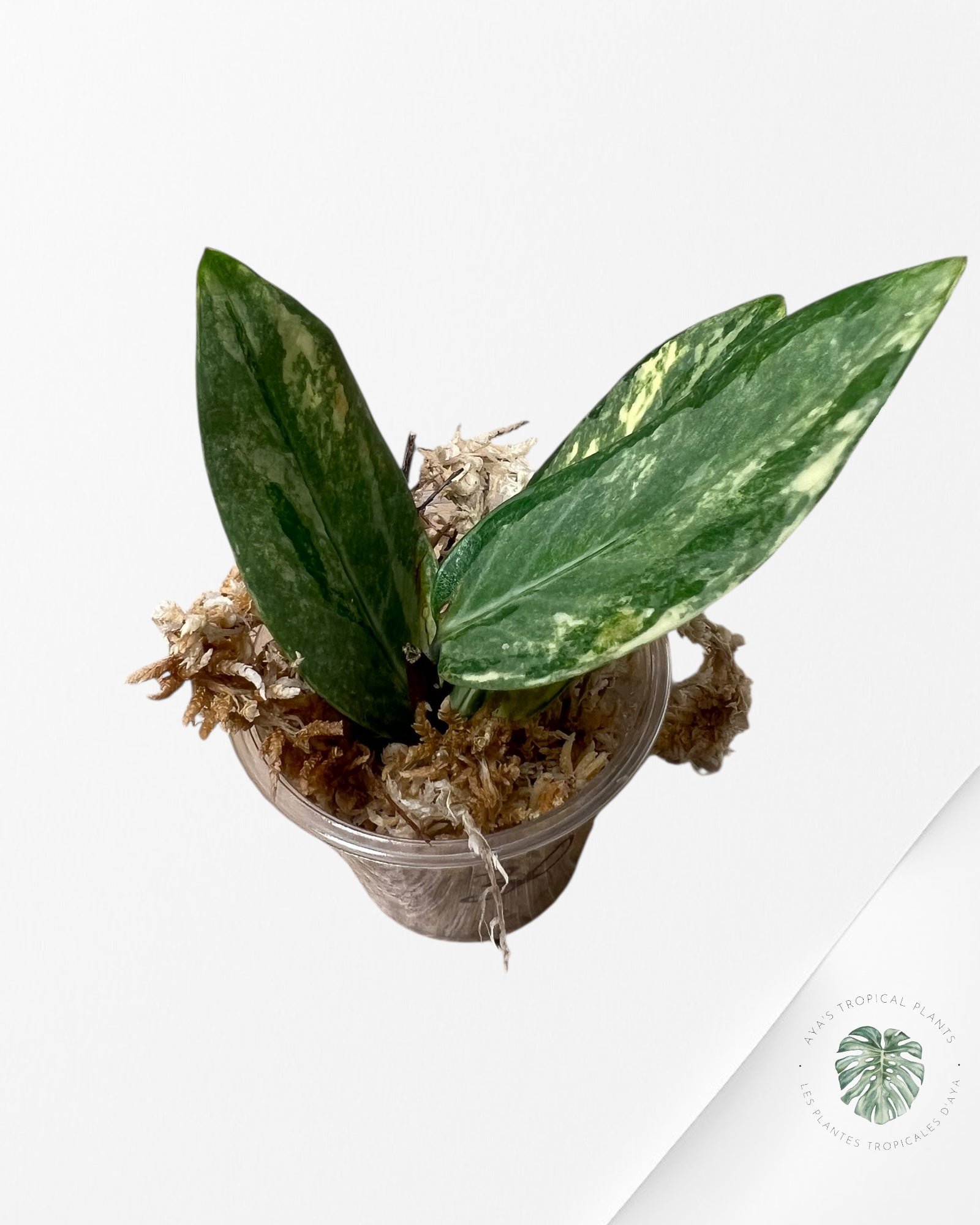 Zamioculcas Zamiifolia ZZ Variegated - Z7