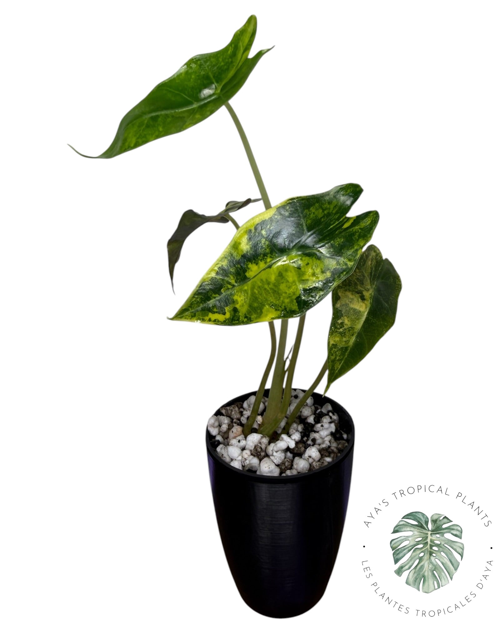 Alocasia Nobilis Aurea Variegated