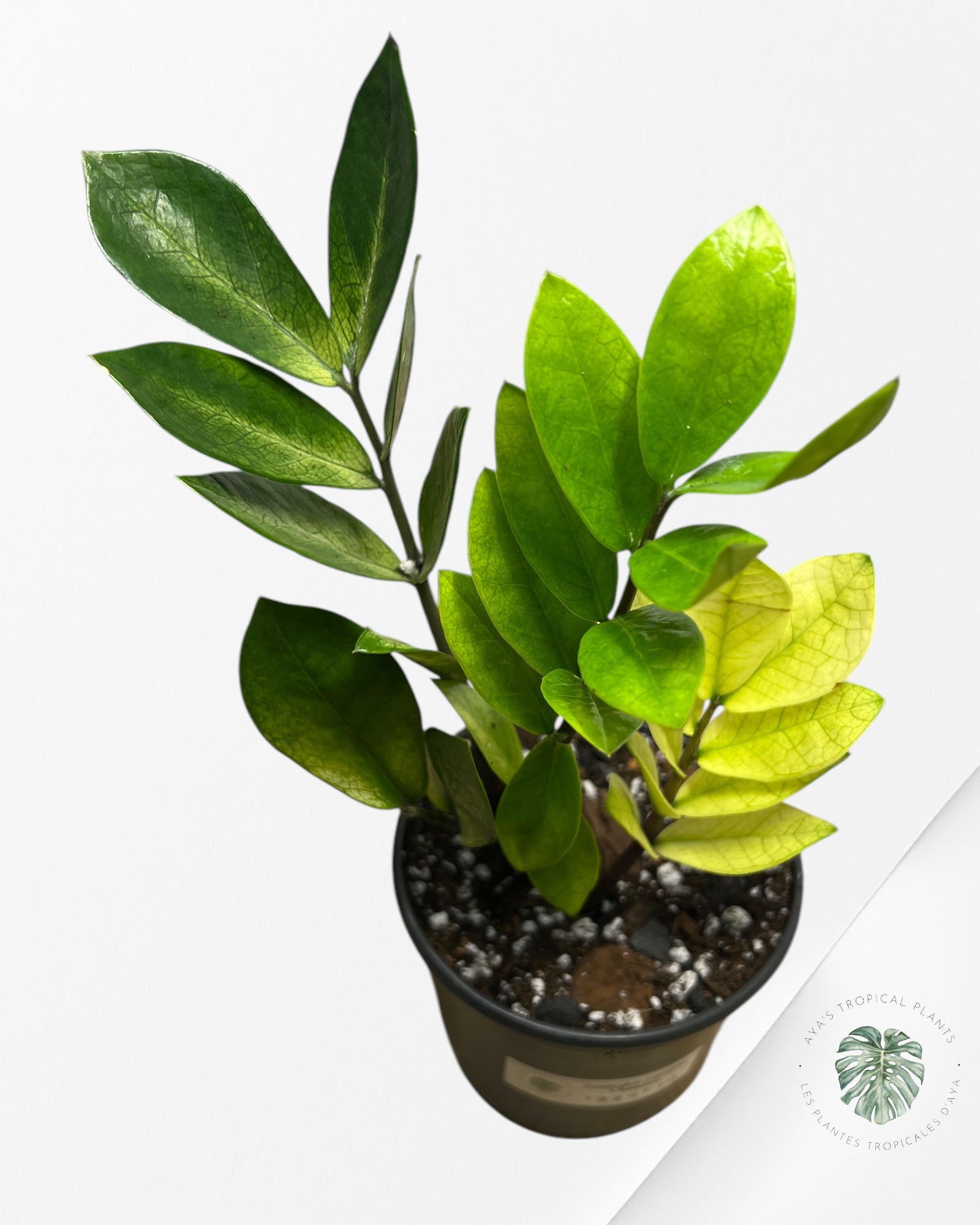 Zamioculcas zamiifolia 'Chameleon'-ZZ4