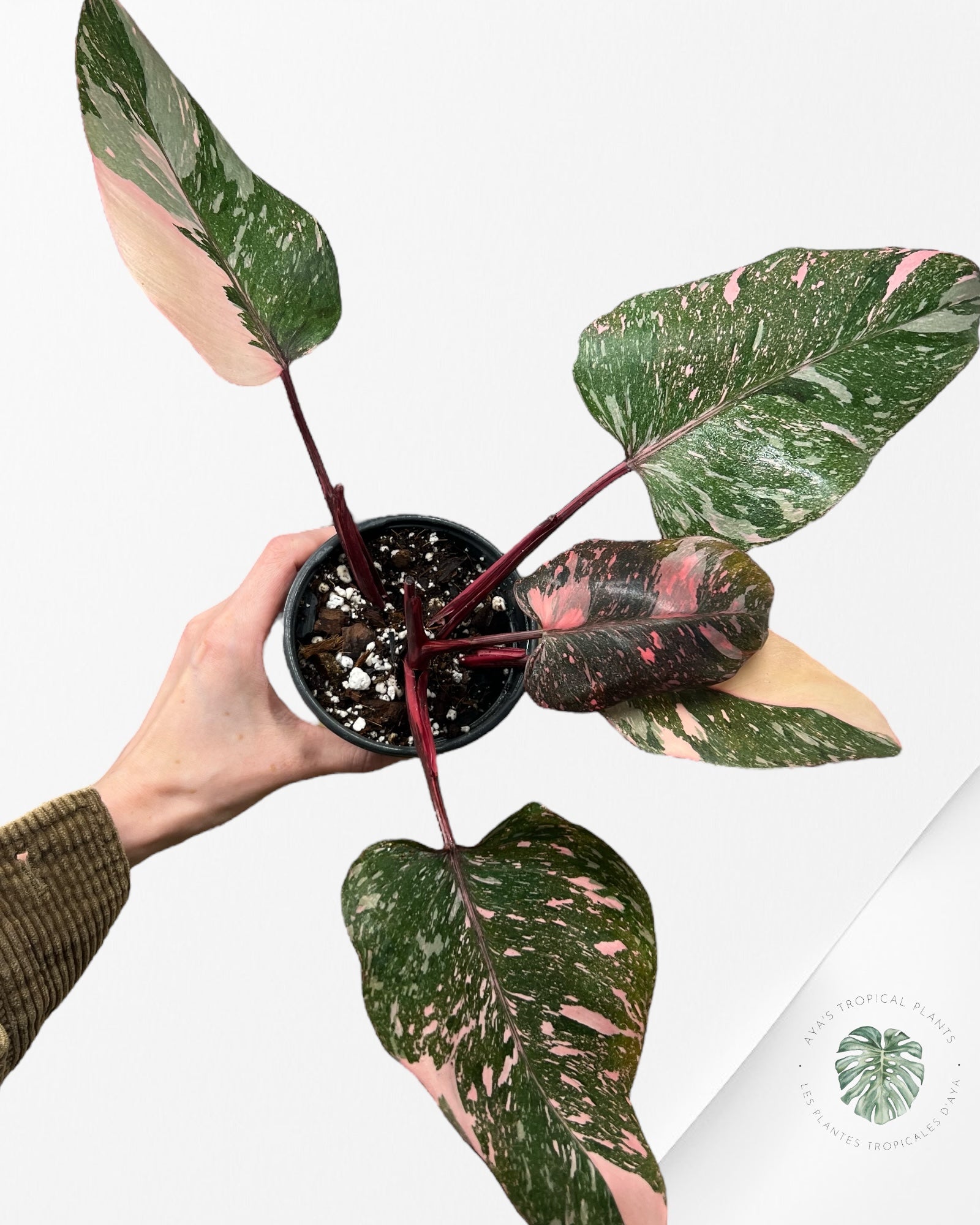 Philodendron Pink Galaxy - T6