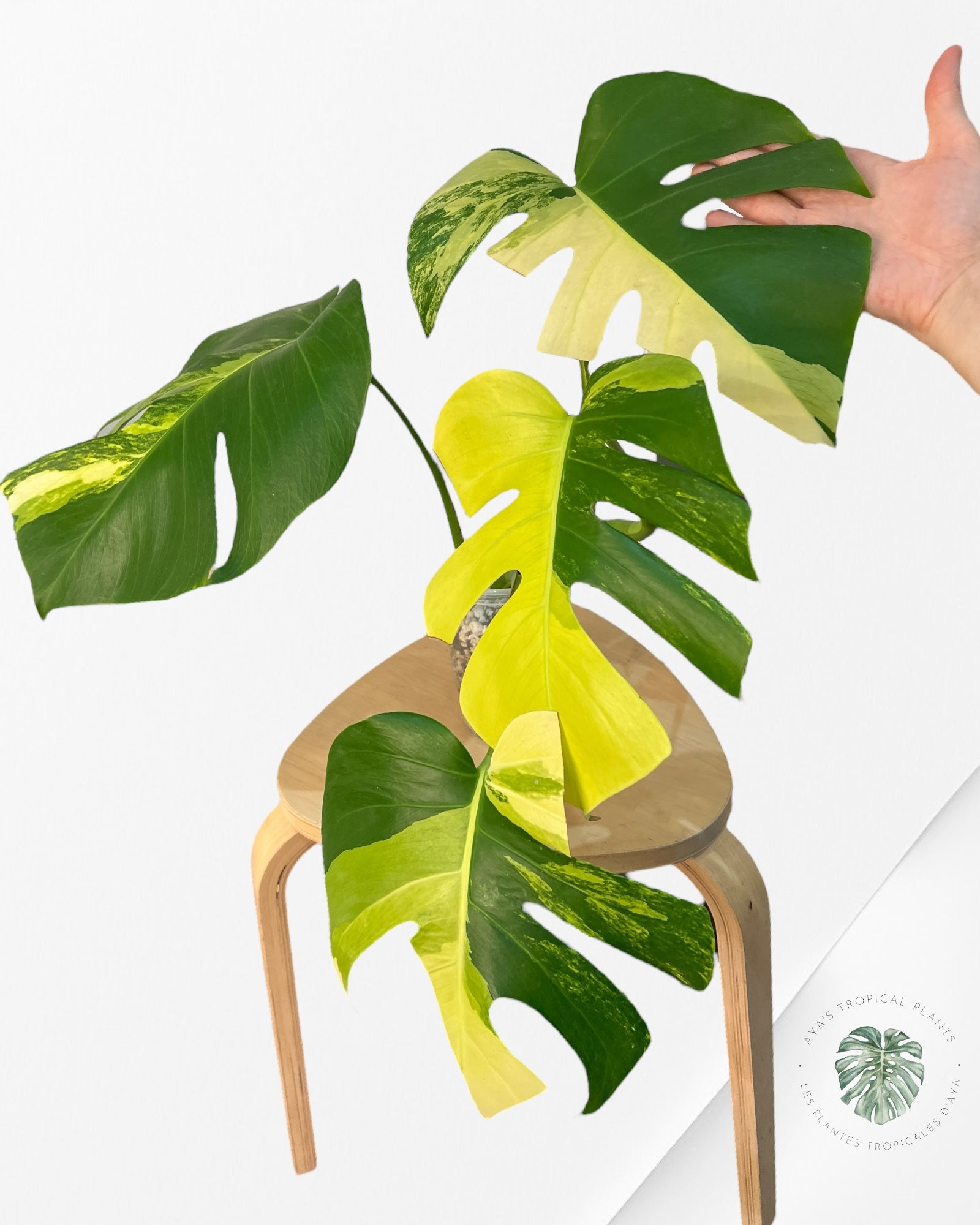 Monstera Aurea - CP4