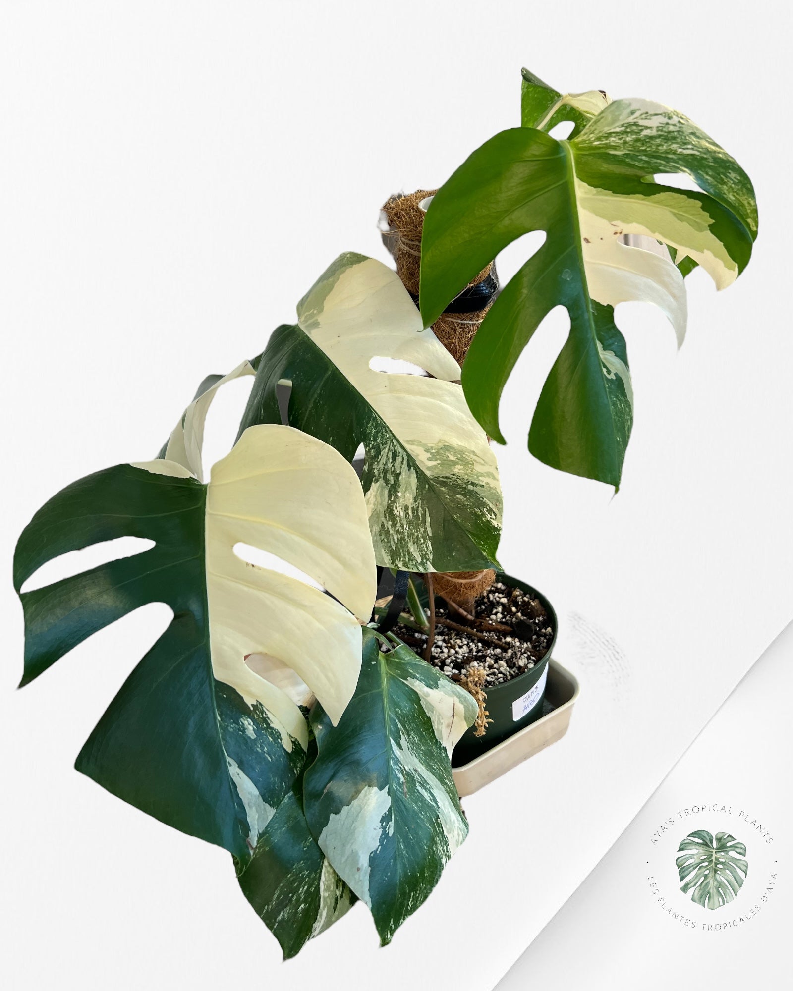 Monstera  Borsigiana Albo-JAM3