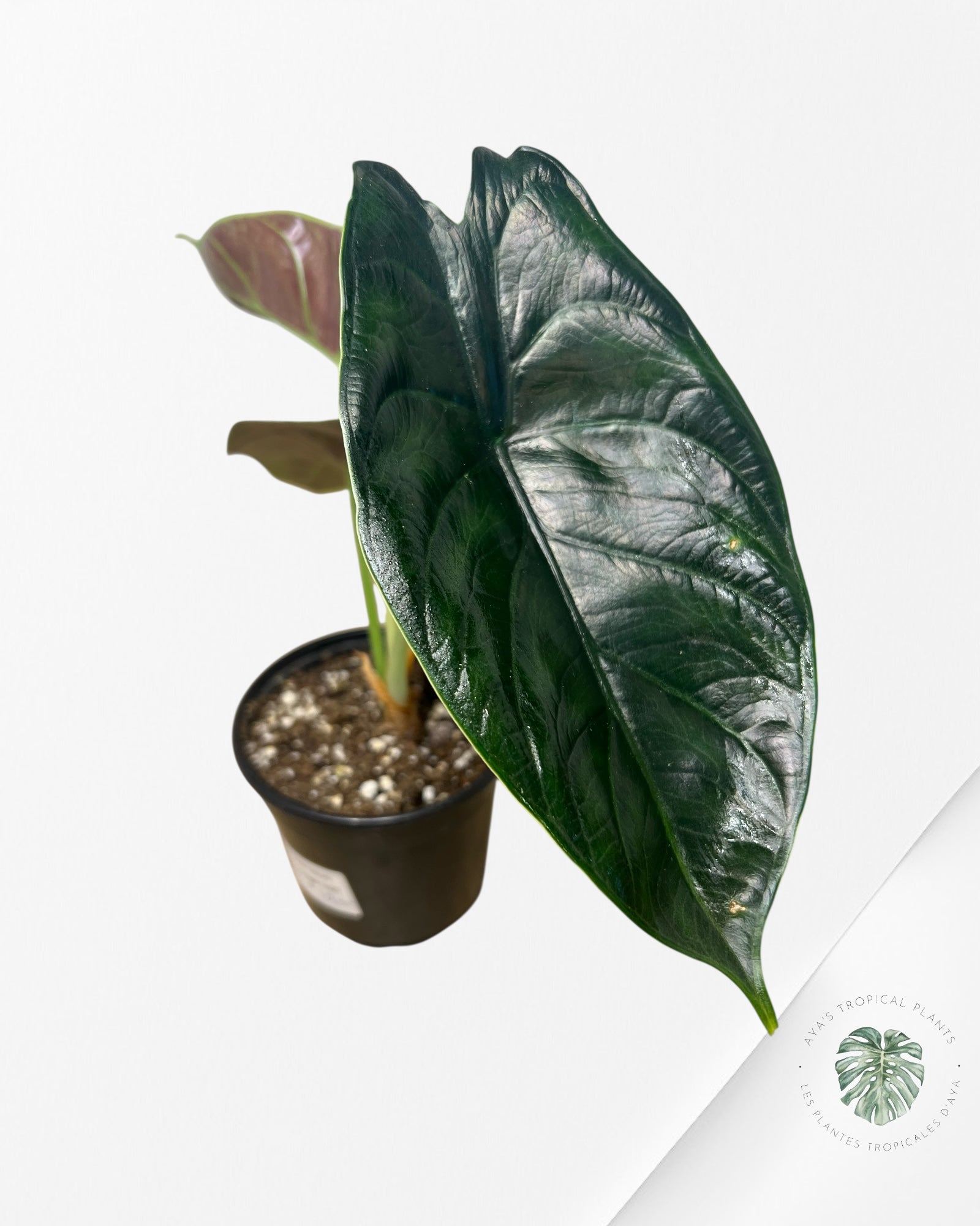 Alocasia Licorne Verte - V9