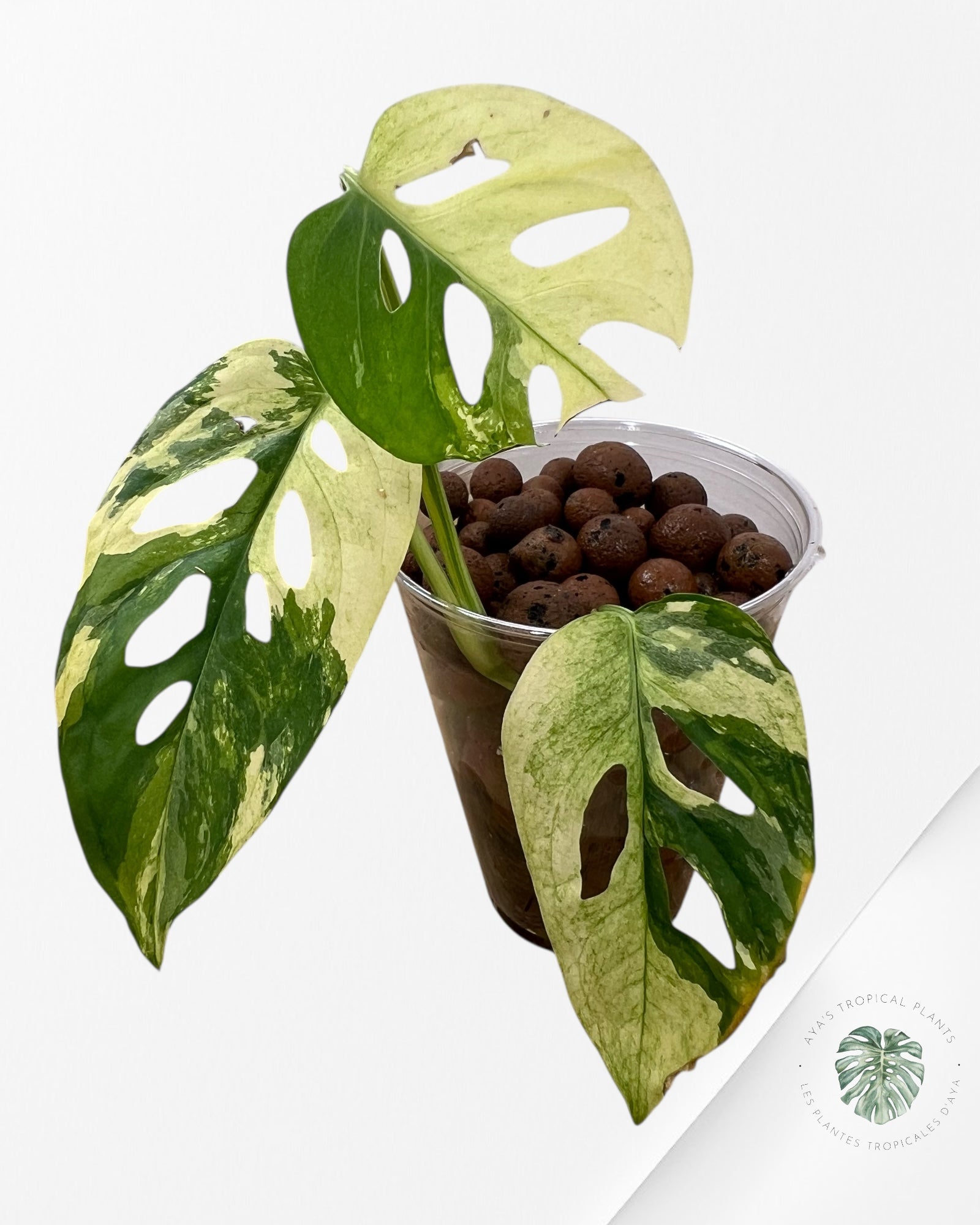 Monstera Acuminata Albo - E