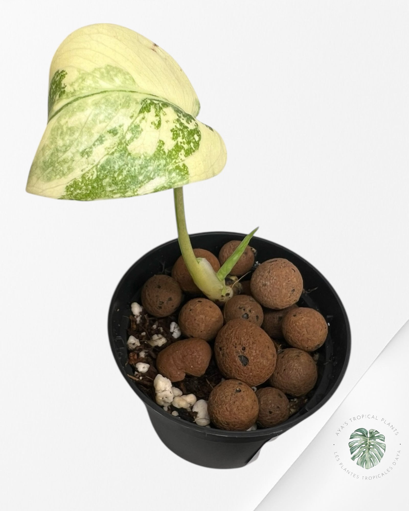 Monstera Thai Constellation Creme Brûlée (Grade A) - LU3
