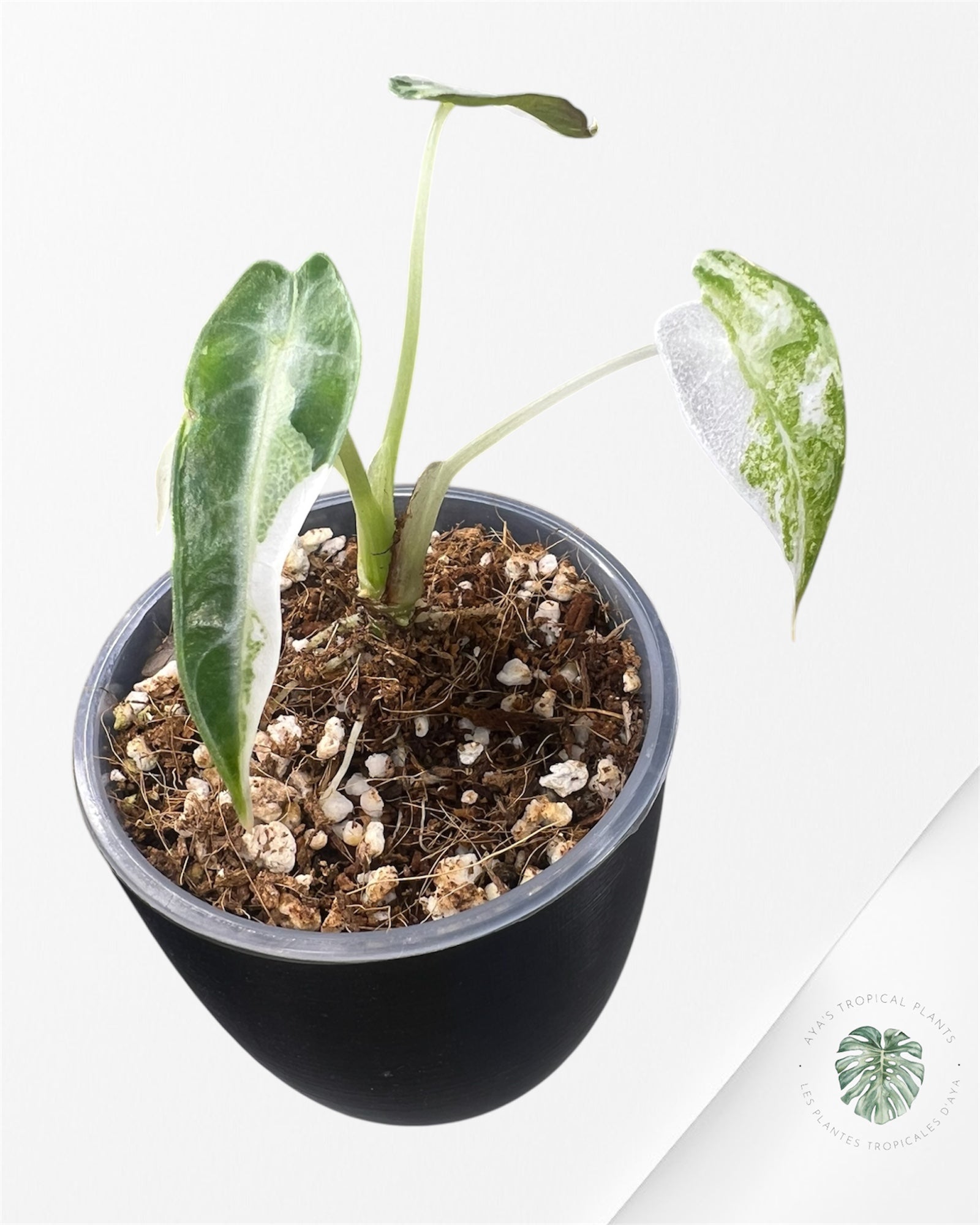 Alocasia Bambino  Albo & Aurea Variegated