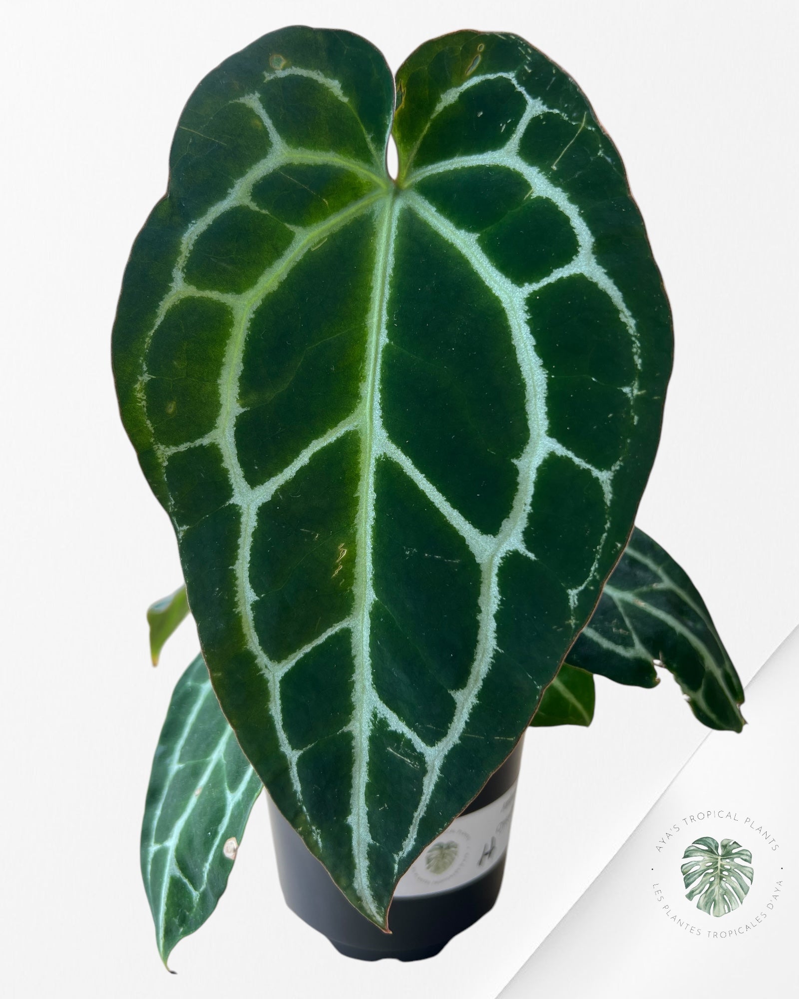 Anthurium Crystallinum-H