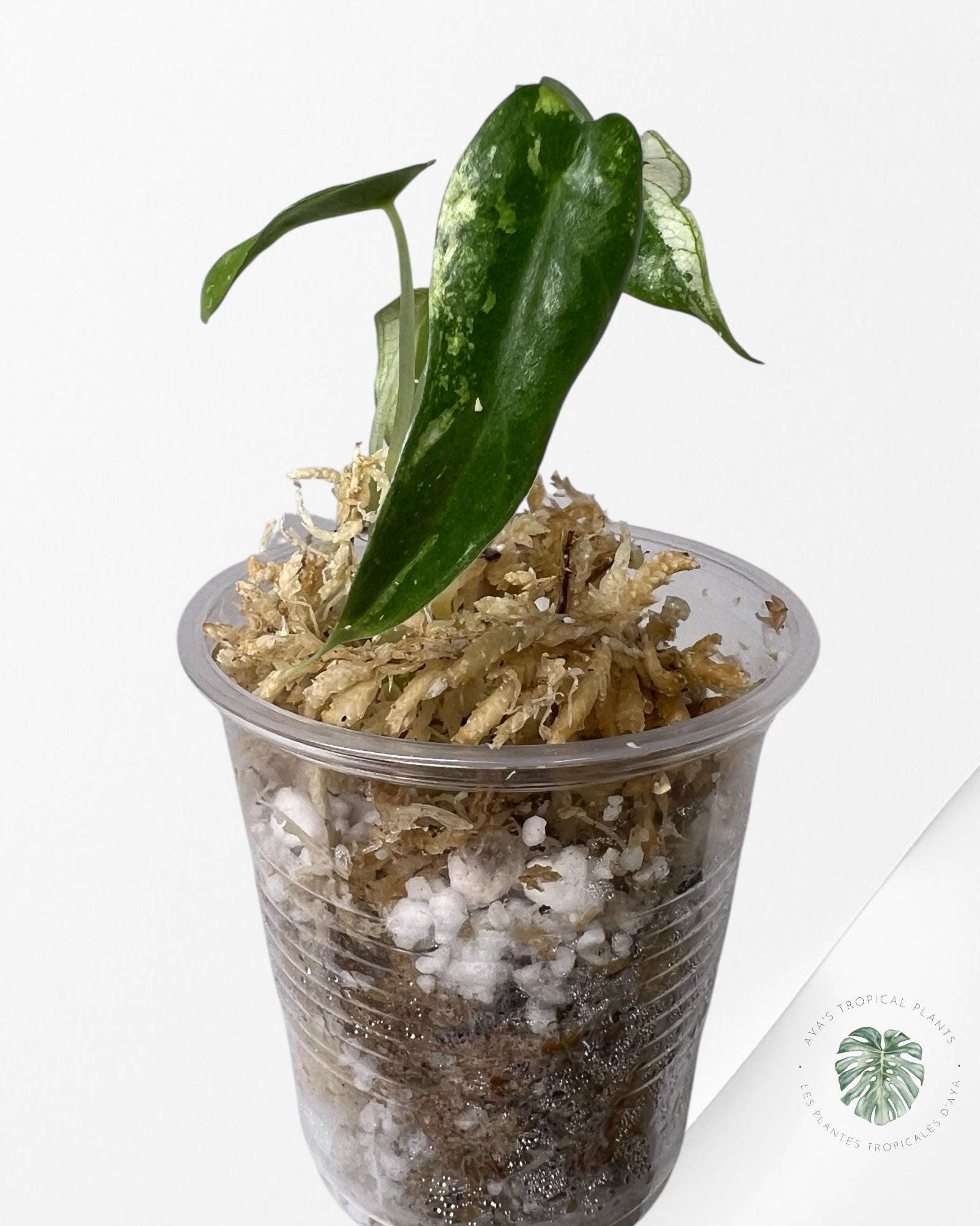 Alocasia Bambino Panaché - TC1