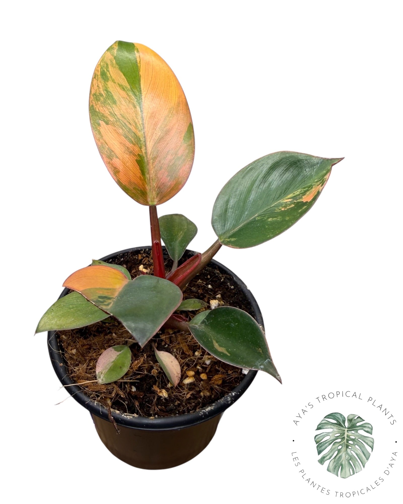 Philodendron rouge panaché du Congo