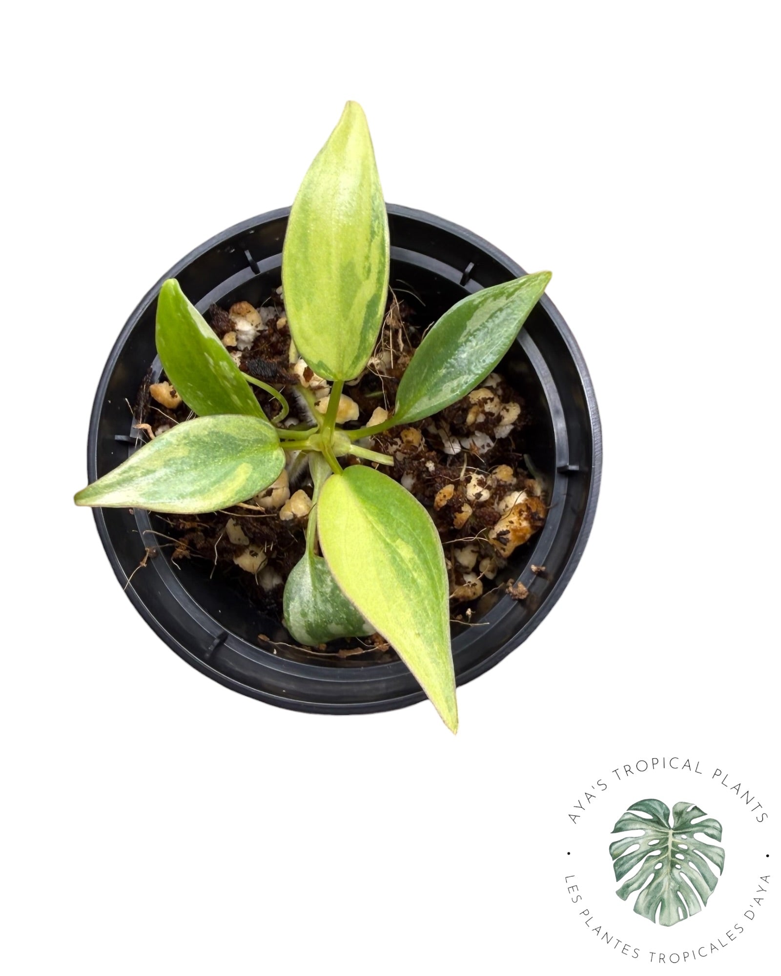 Philodendron Atabapoense Pink Variegated