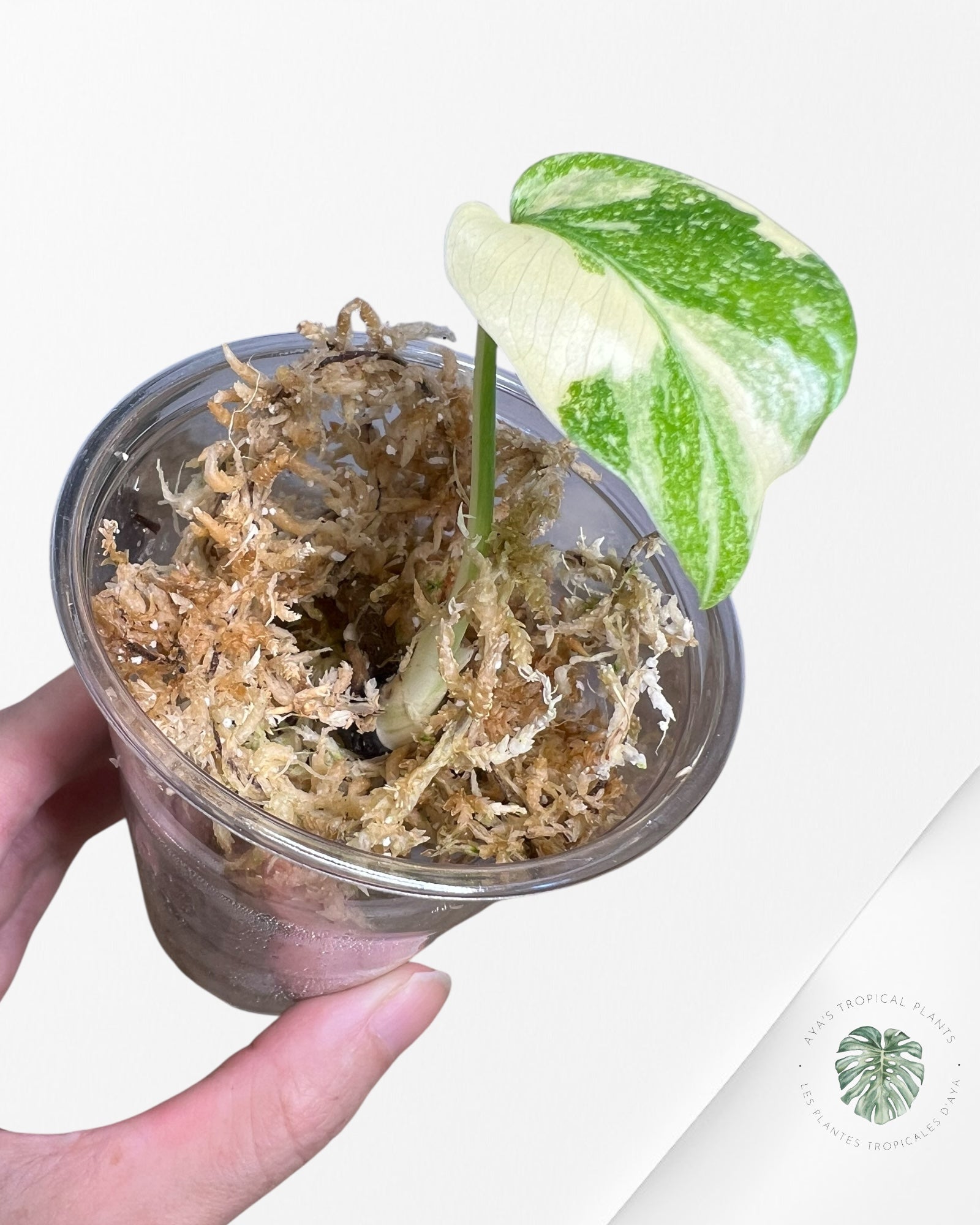 Monstera Thai Constellation Creme Brûlée (Grade A) - TC03